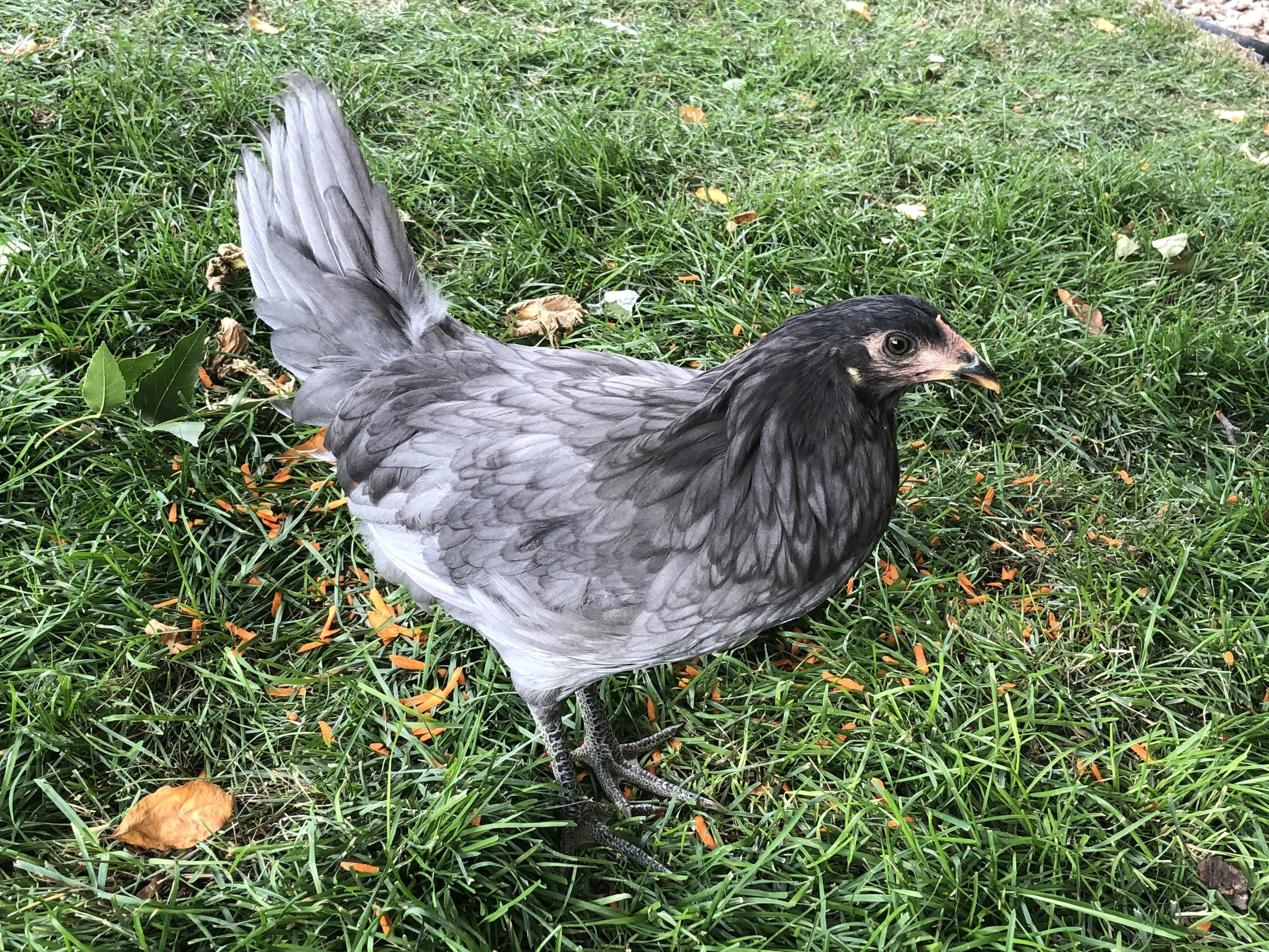 Prairie Bluebell Egger