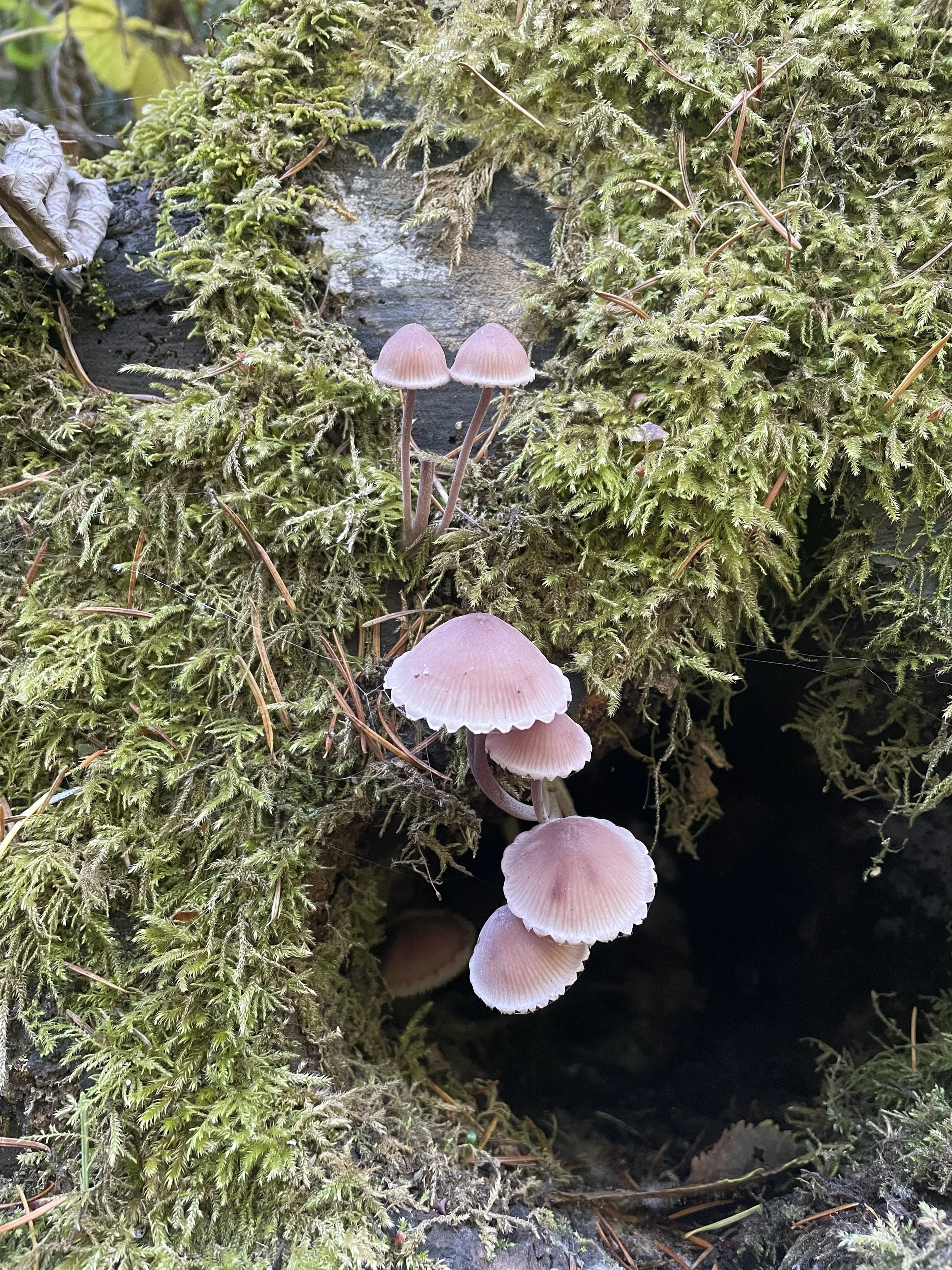 Moss and Lichen