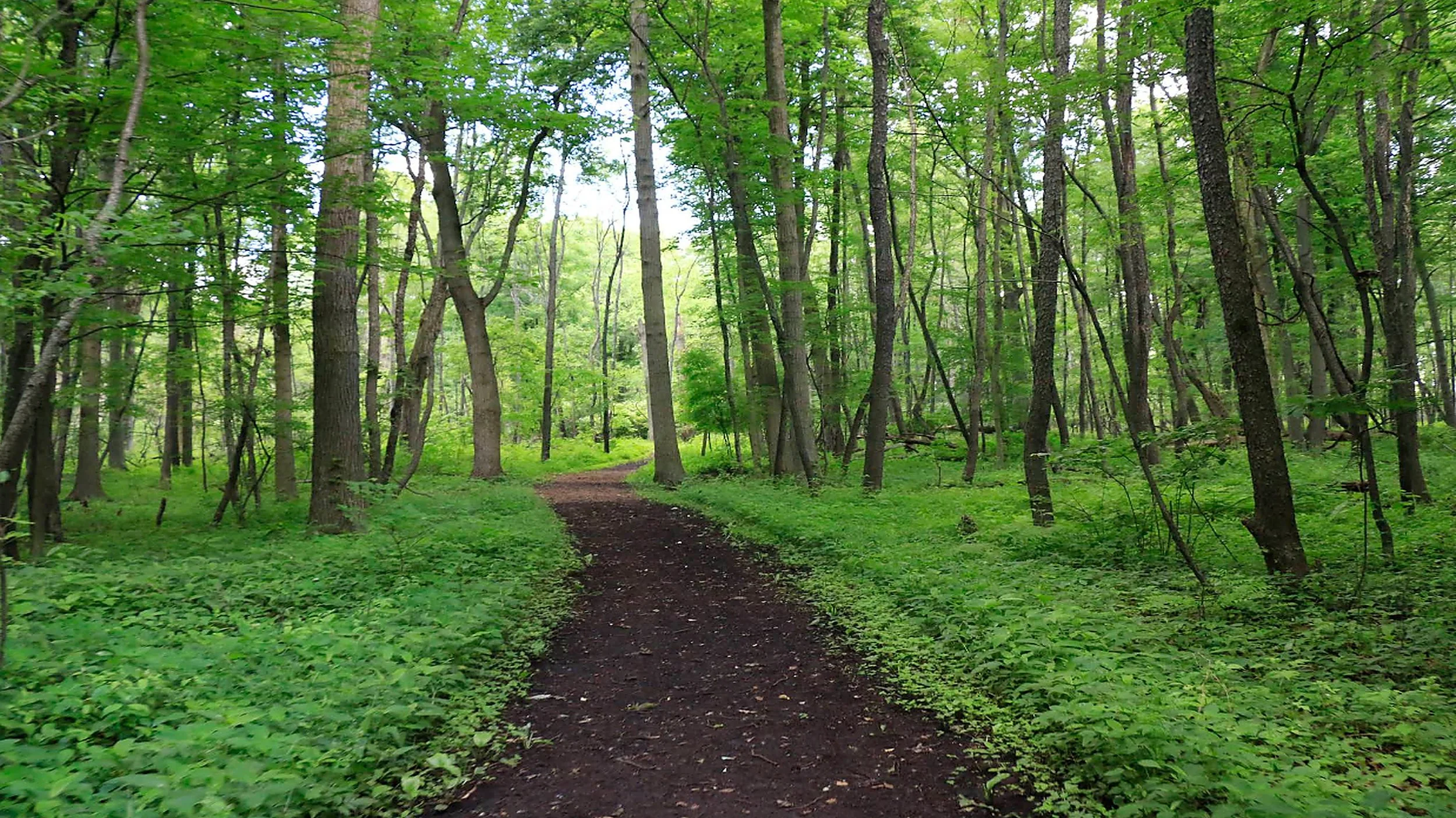 ojibway_prairie_4k.jpg