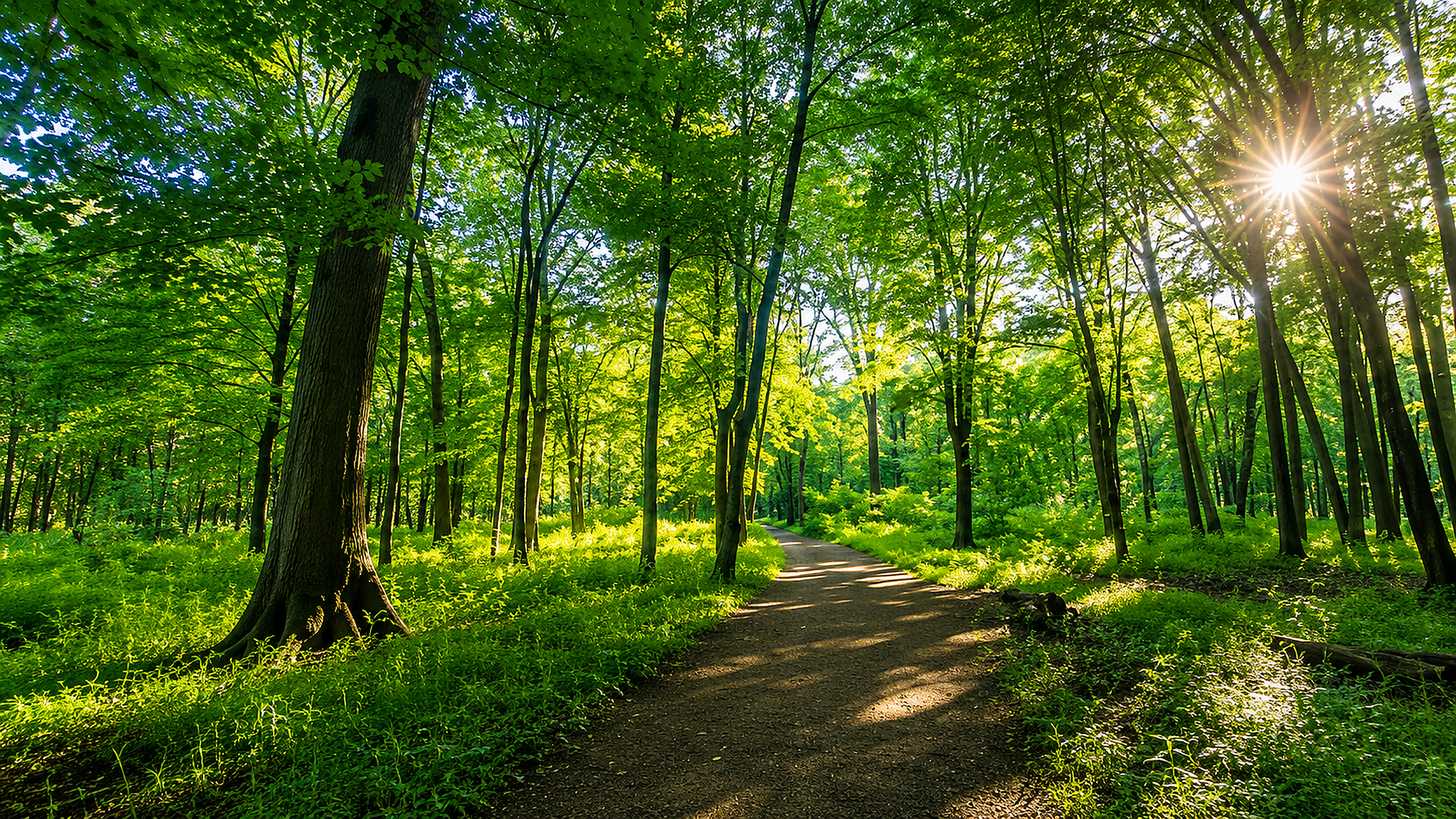 ojibway_forest_3840x2160_4k.png