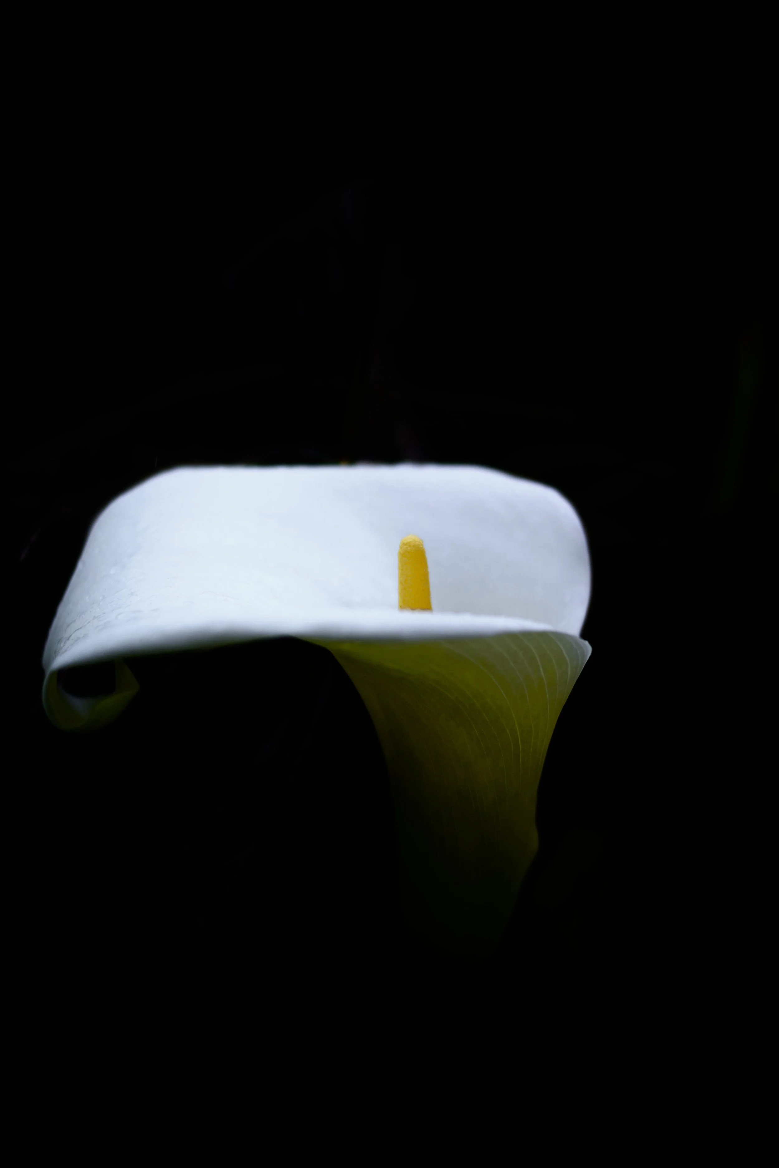 IMG_7919.jpeg