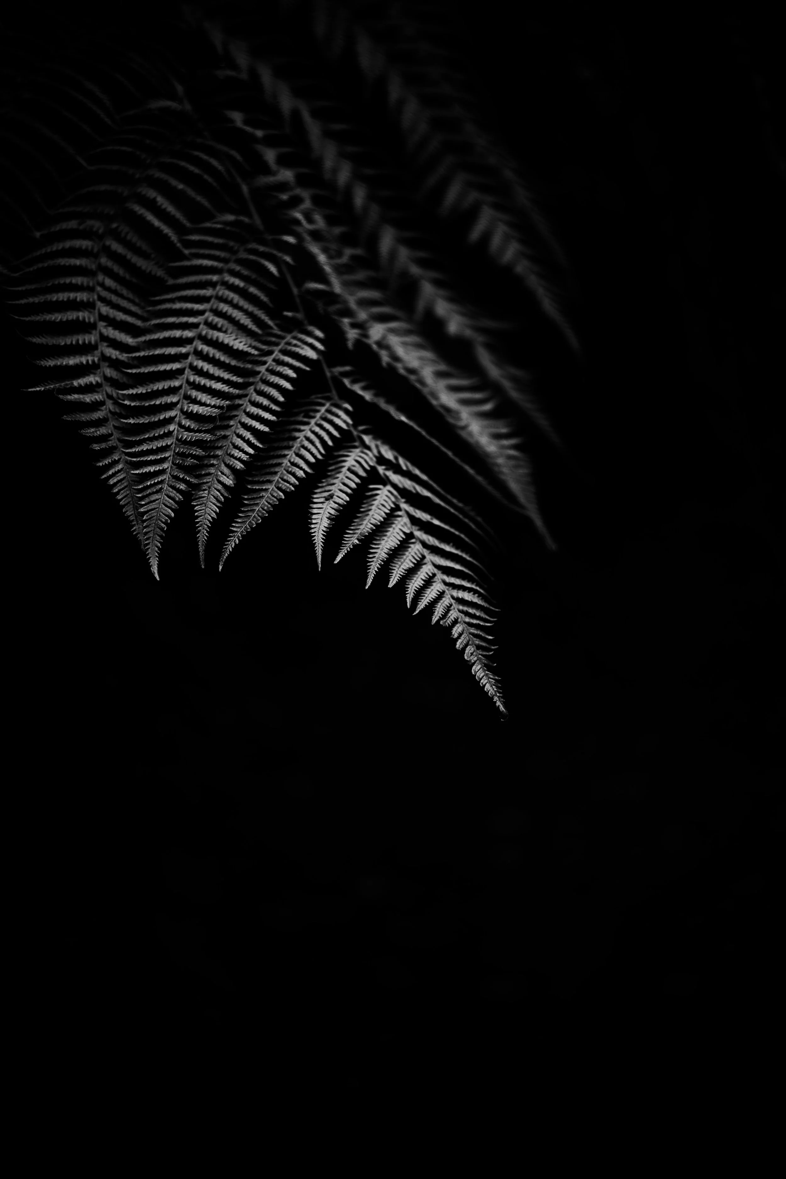 DSC_1287.jpeg