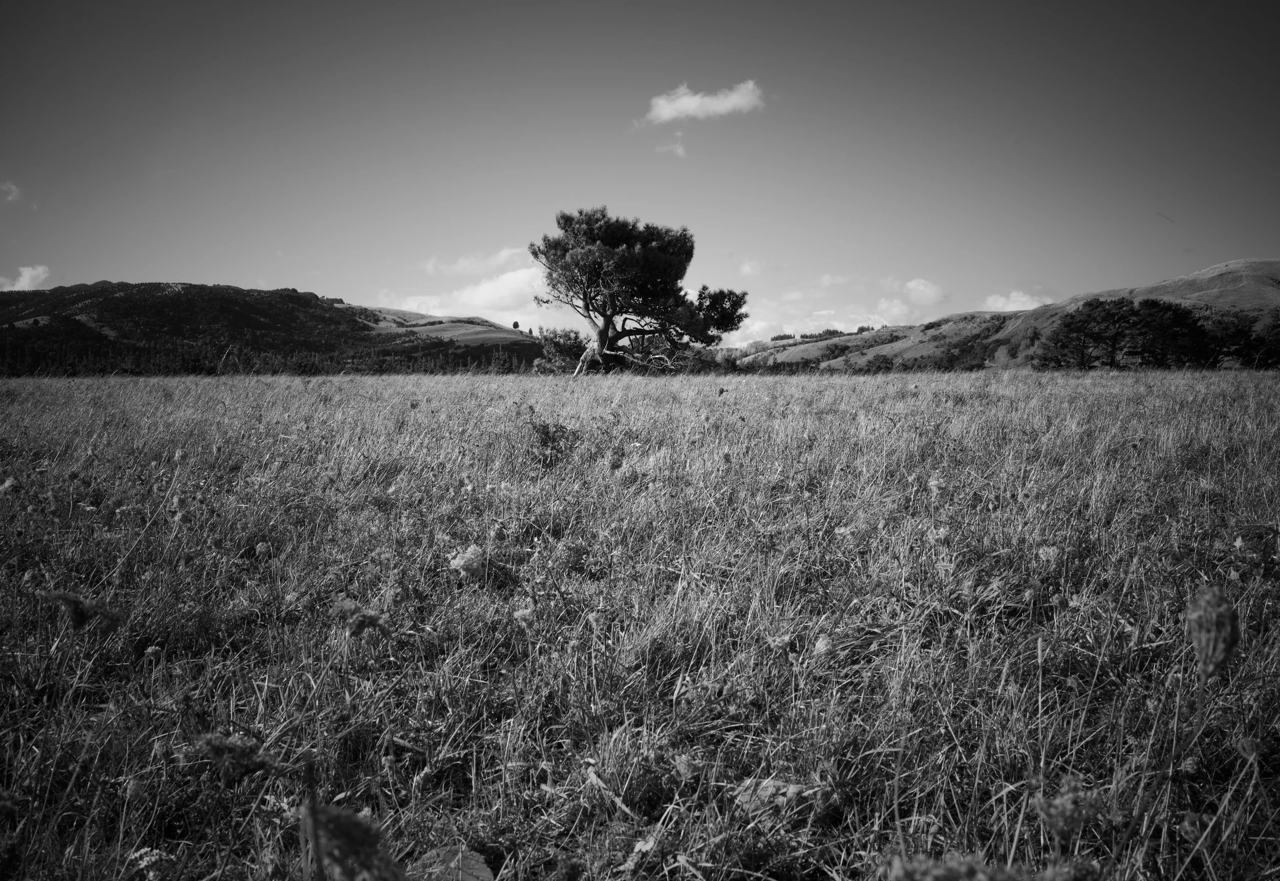 DSC_0183.jpeg