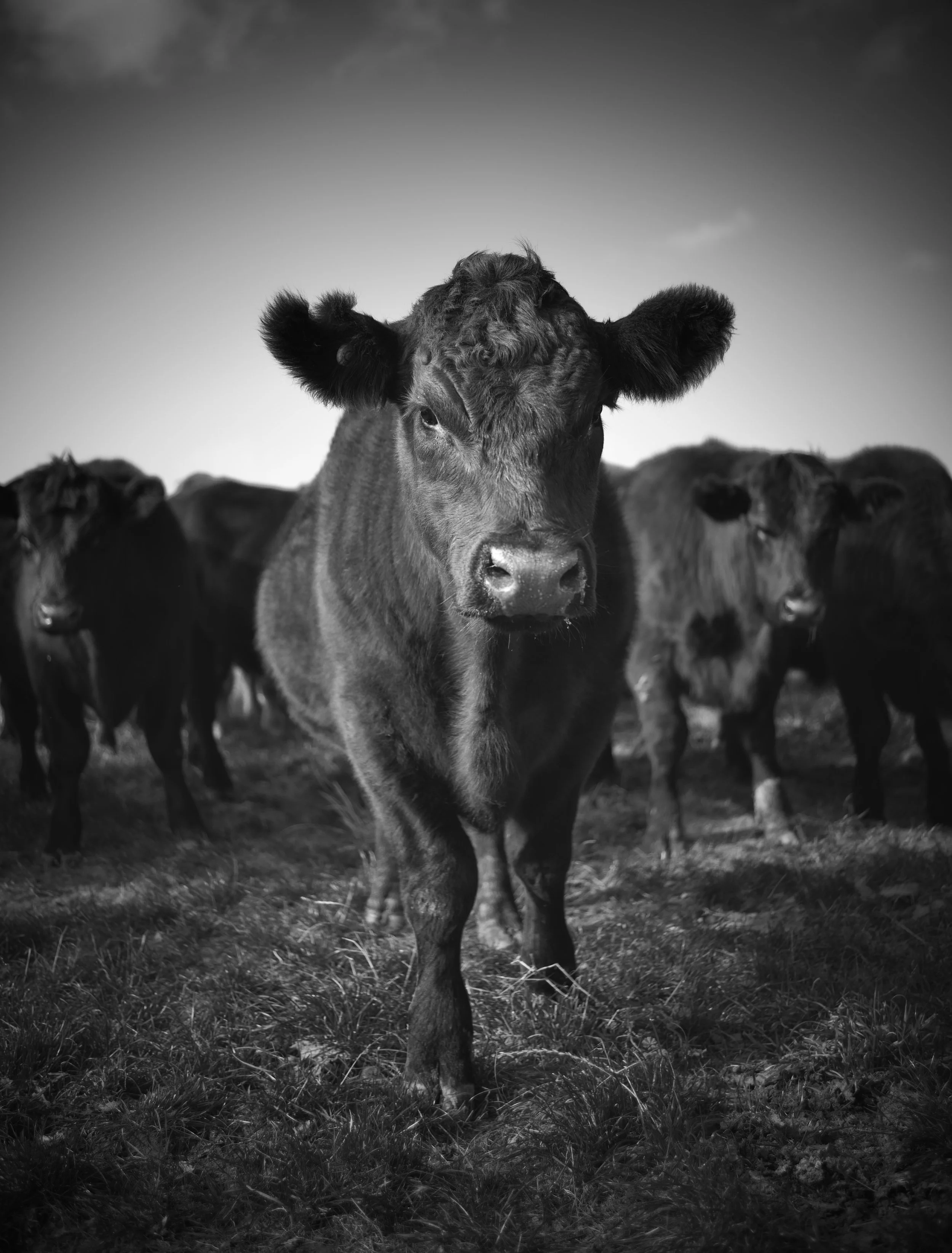 DSC_0635.jpeg