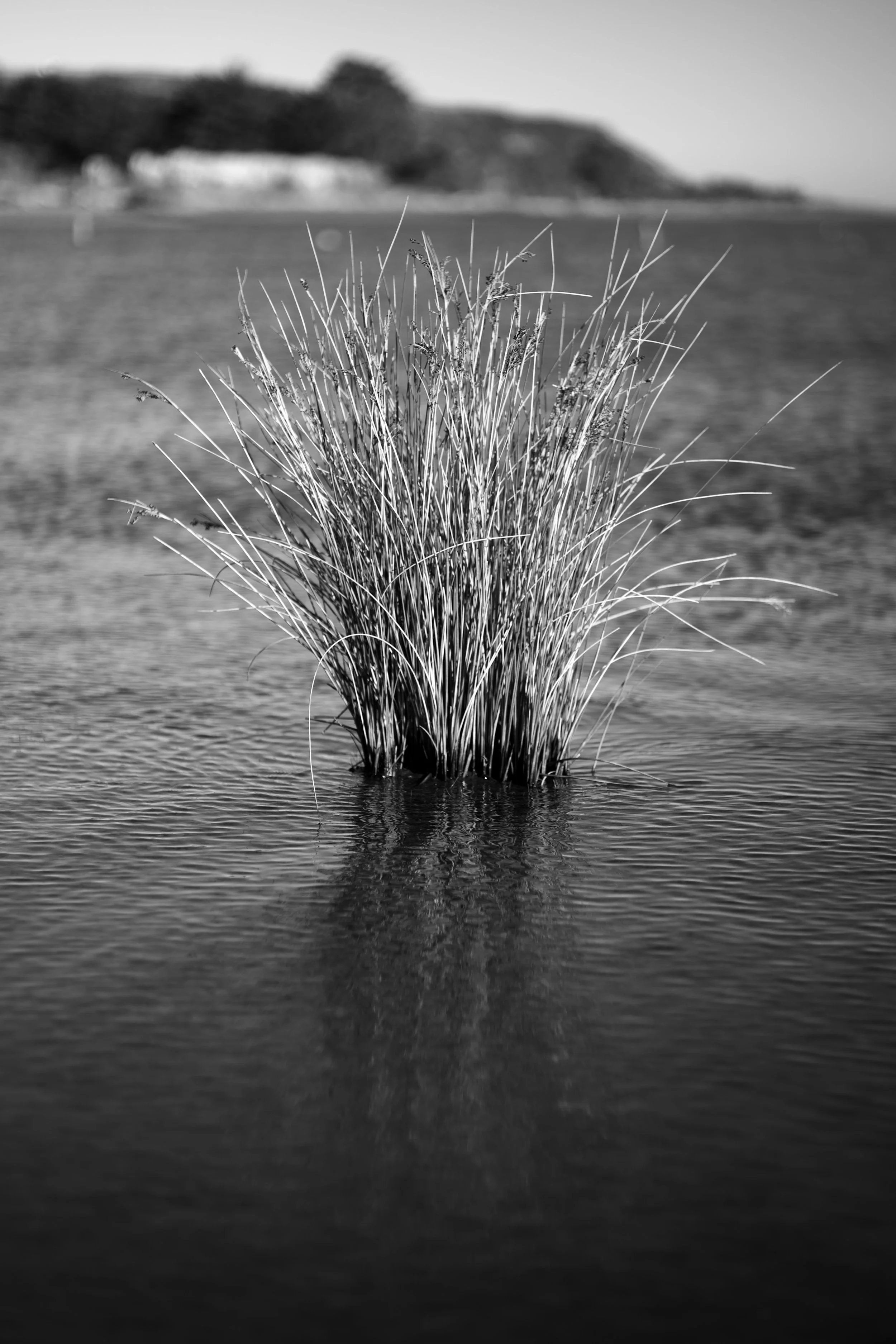 DSC_0937.jpeg