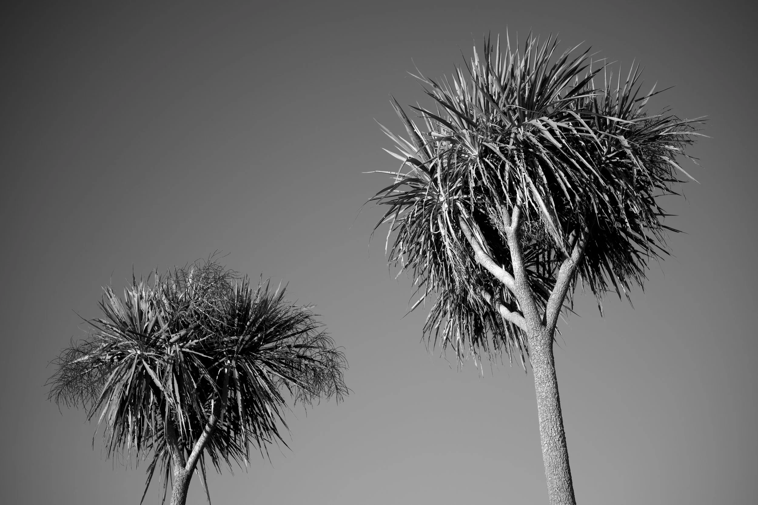 DSC_0681.jpeg