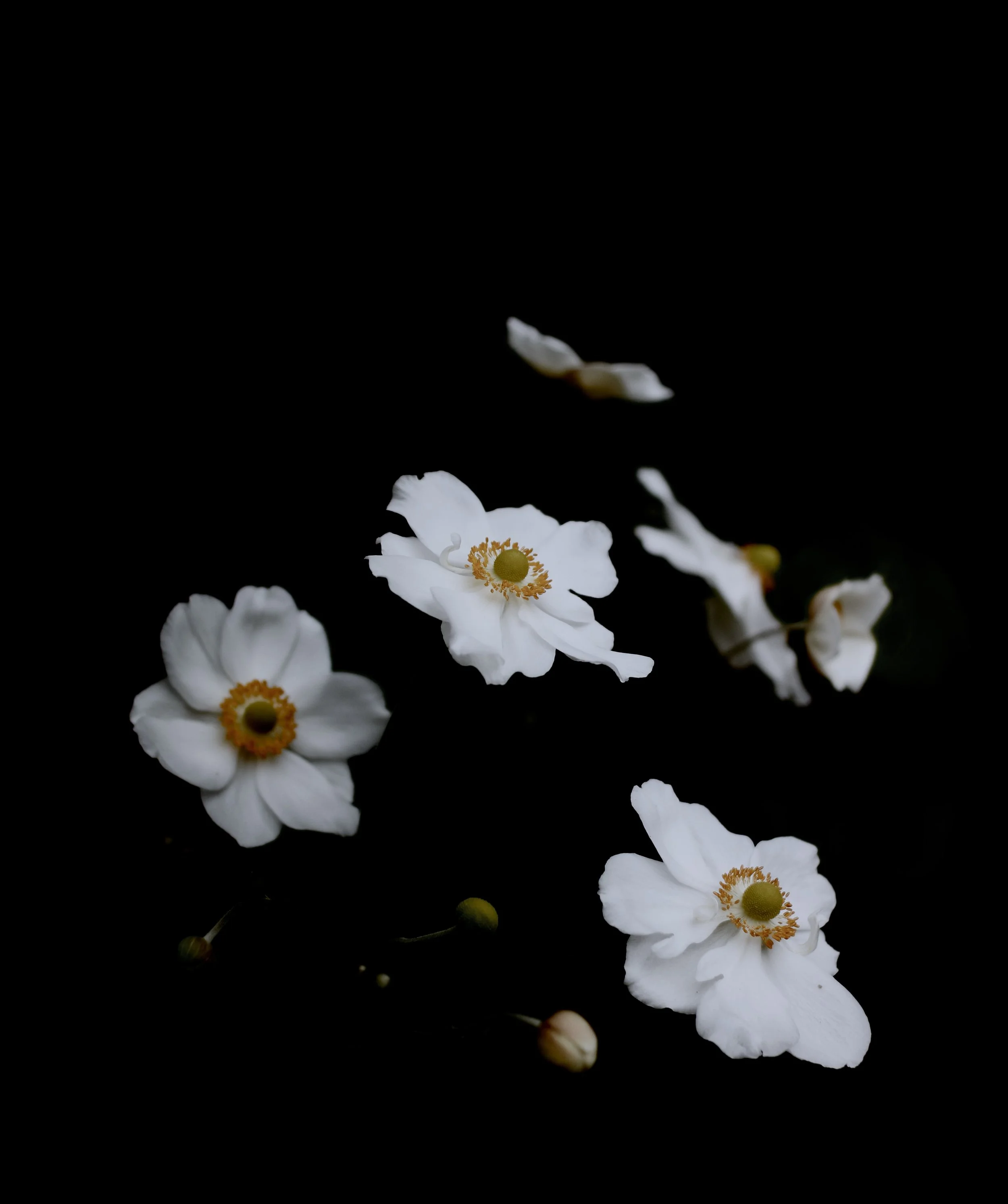 IMG_6705.jpeg