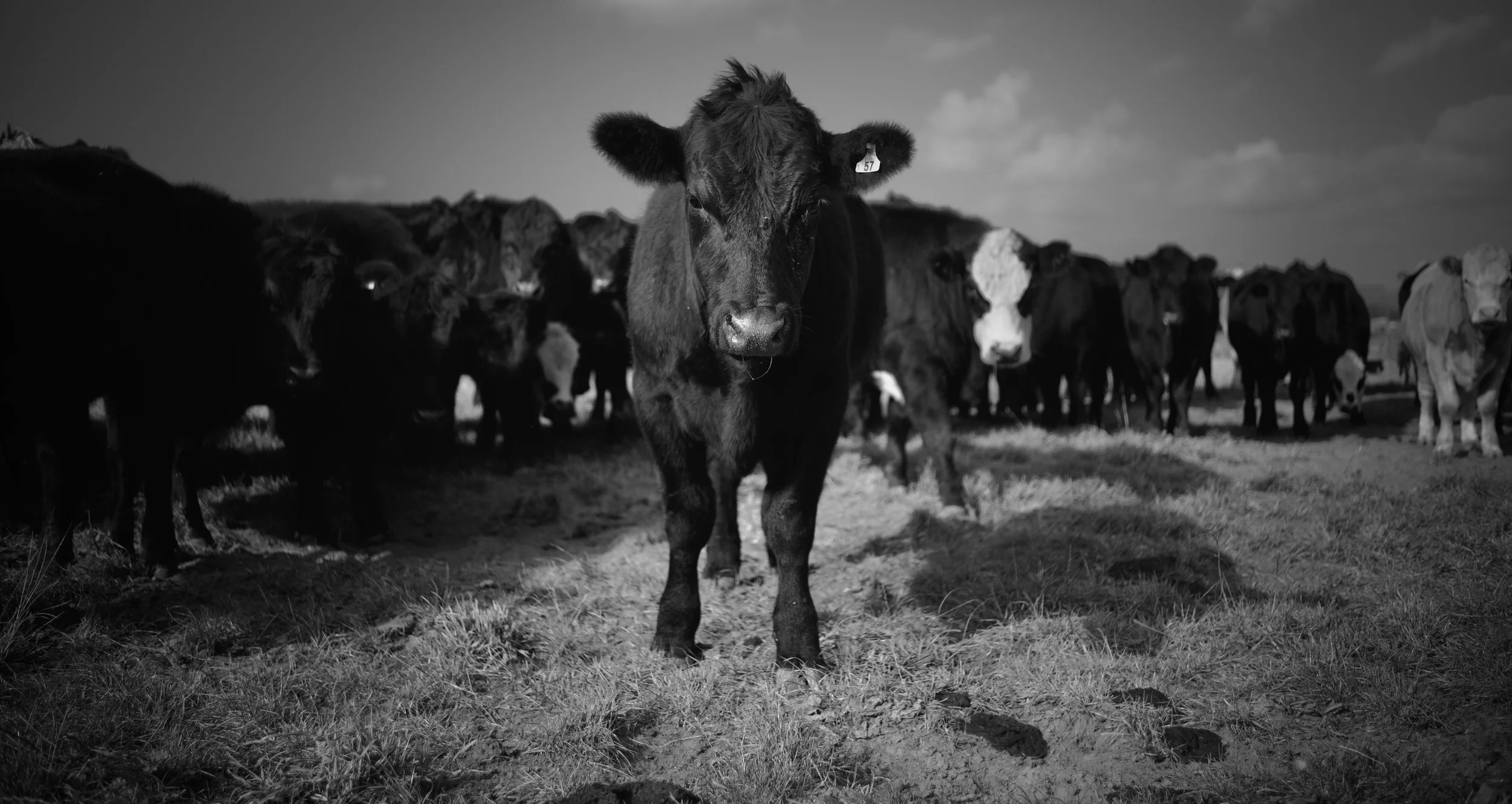 DSC_0611.jpeg