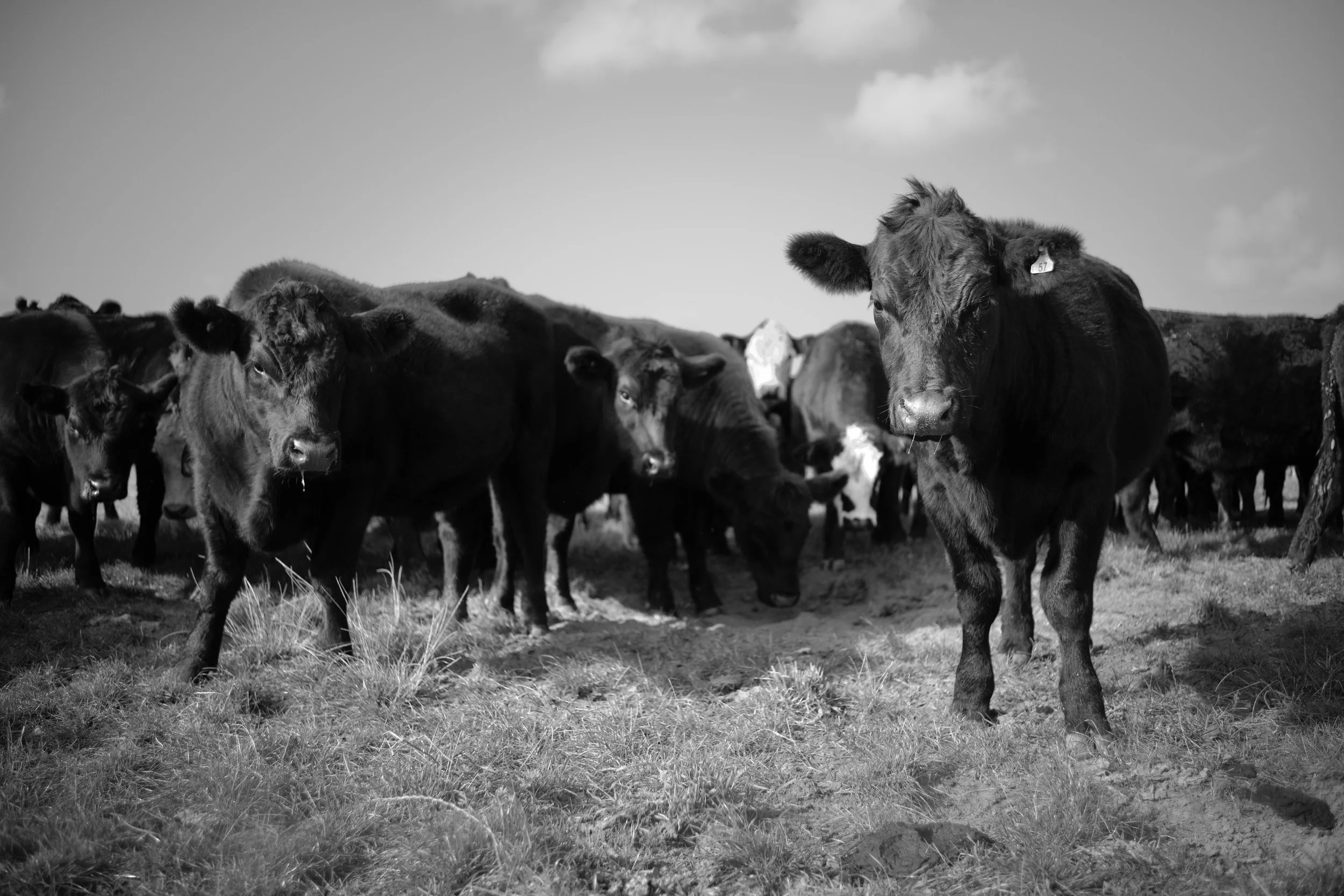 DSC_0617.jpeg