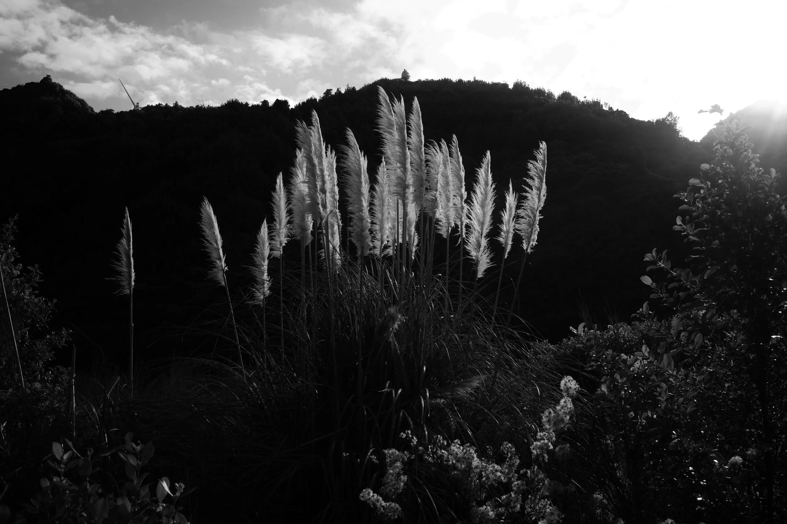 DSC_1593.jpeg
