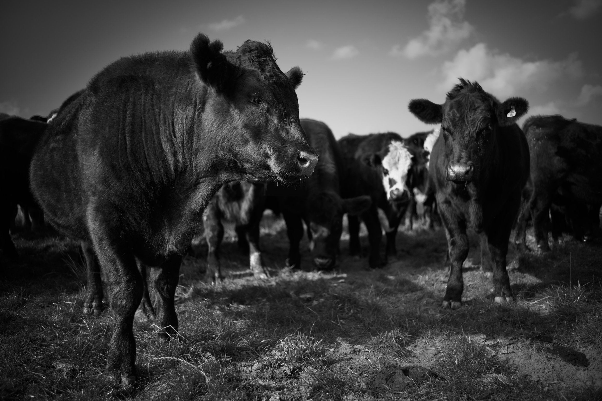DSC_0639.jpeg