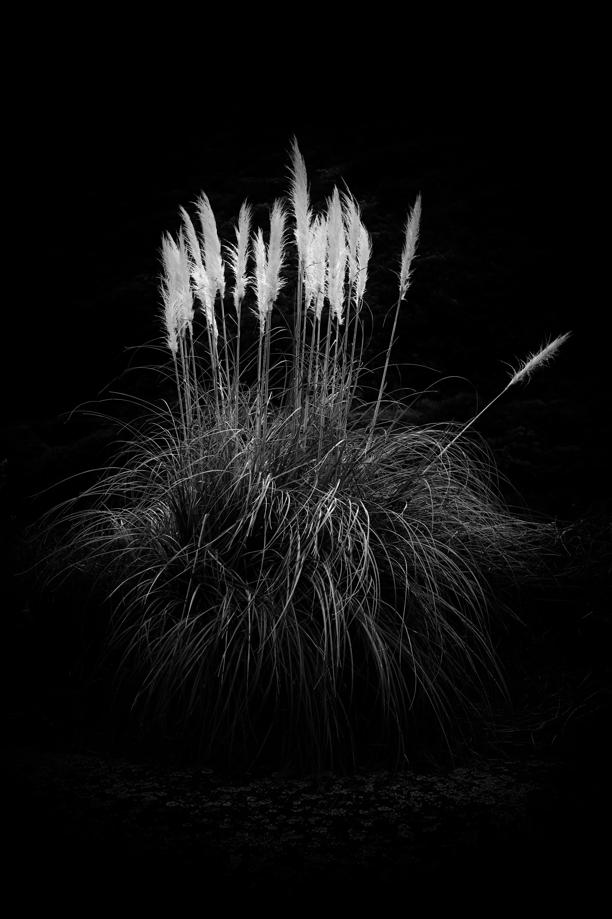 DSC_1666.jpeg