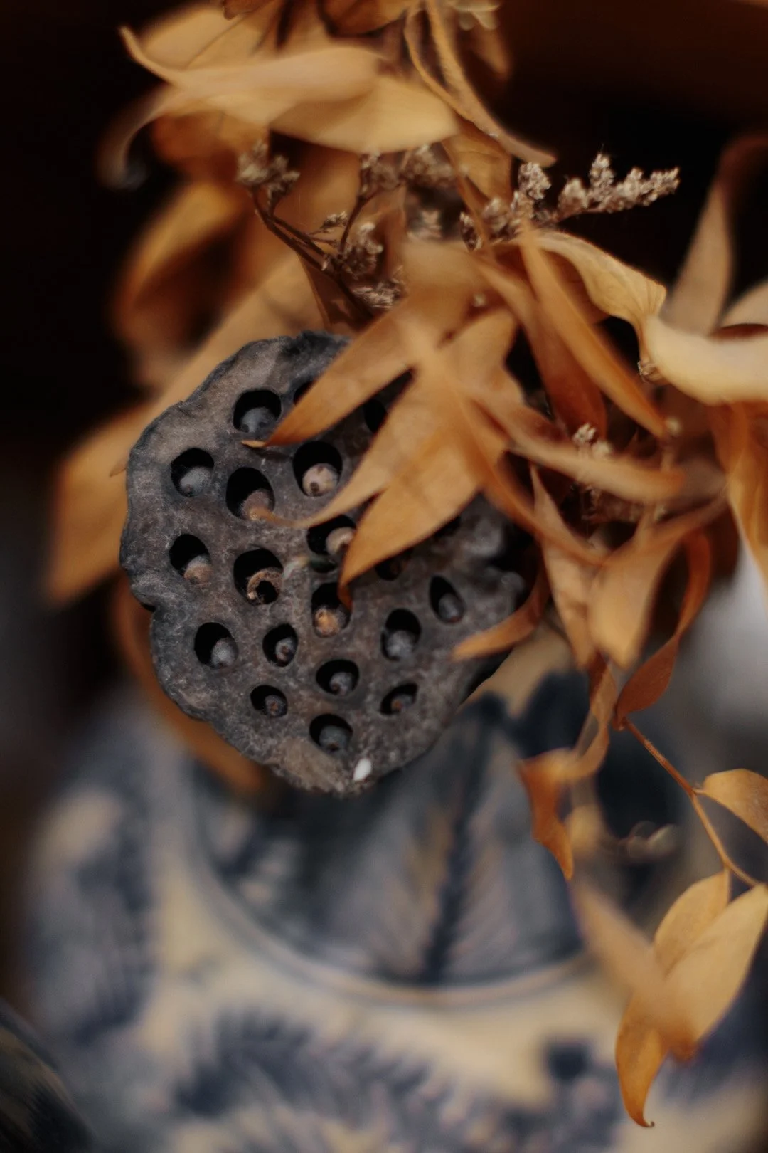Close-up of dried lotus seed pod surrounded by brown dried leaves.