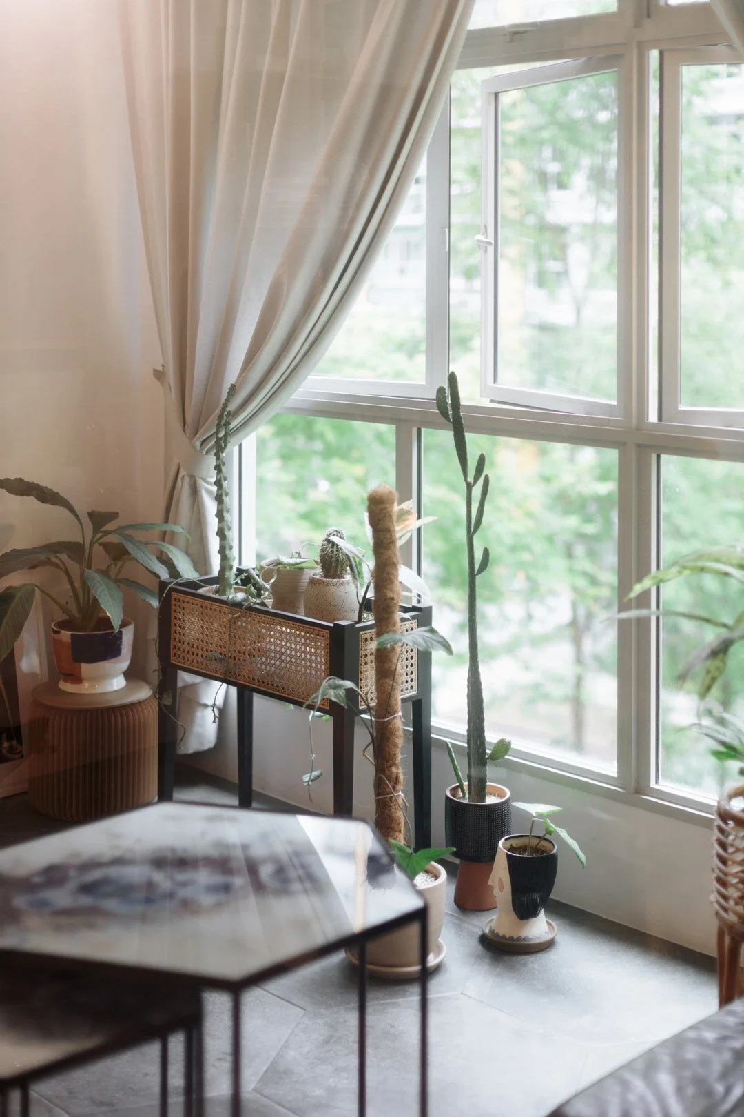Indoor scene with potted plants near a large window with white curtains, including cacti.