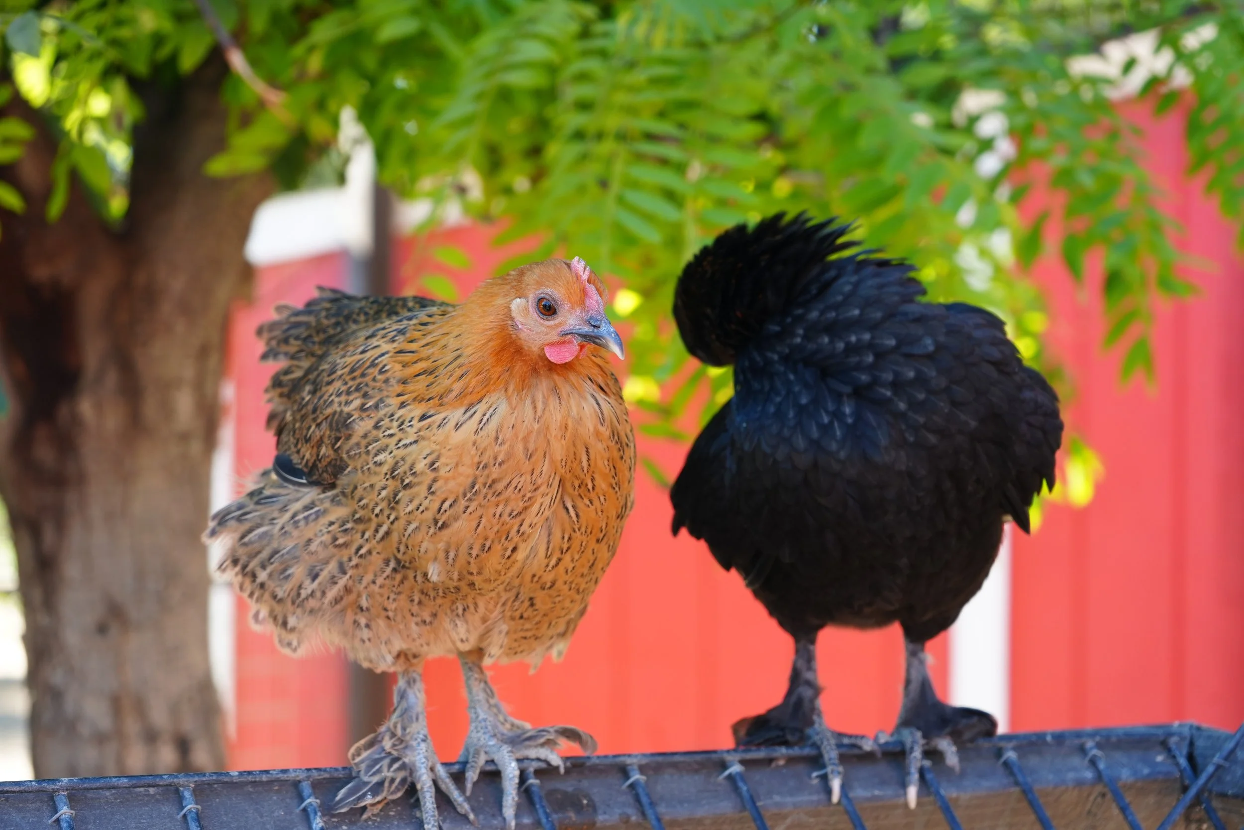 Orange chicken at a farm. 🐓🌾
.
#chicken #farm
.
📸 Straight from the camera!
💻 No editing, as-is picture!