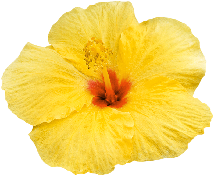 Keltainen Hibiskus kukka