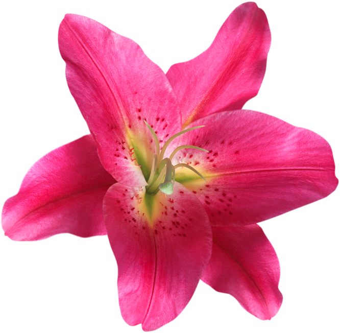 Close-up of a pink lily flower with prominent stamen and pistil, and dotted markings on the petals.