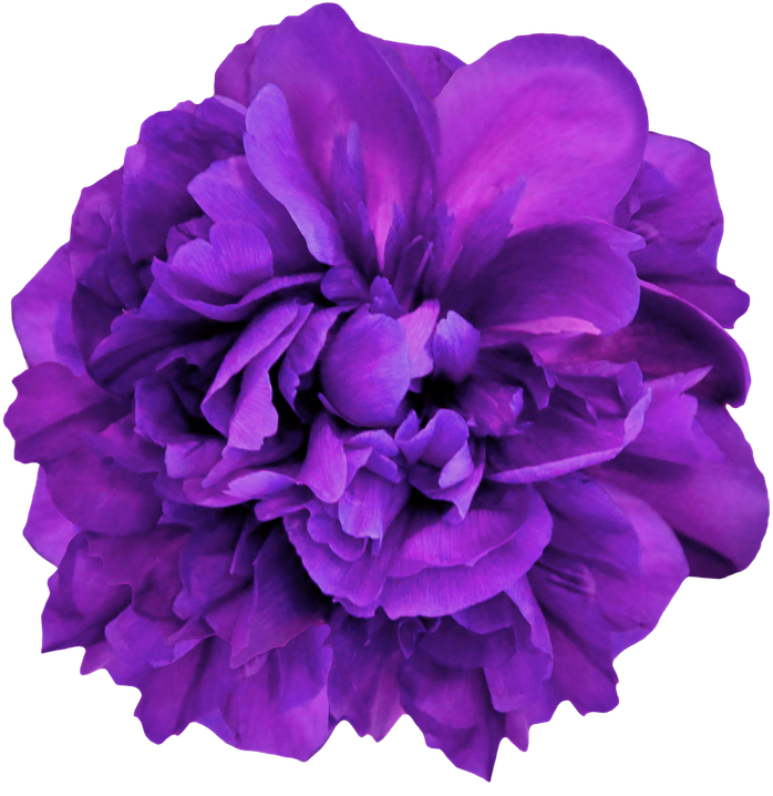violetti pioni