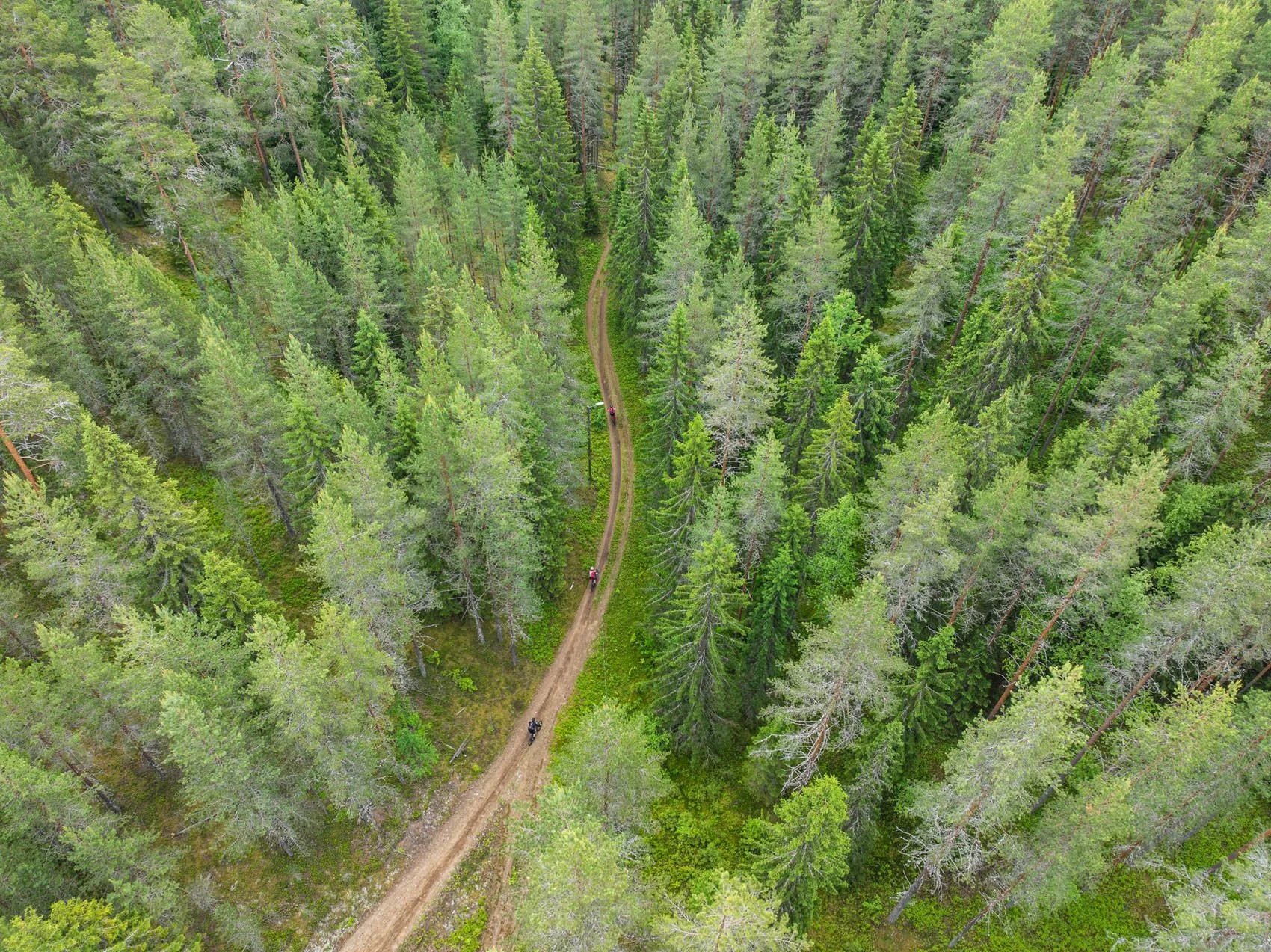 Ilmakuva metsästä.