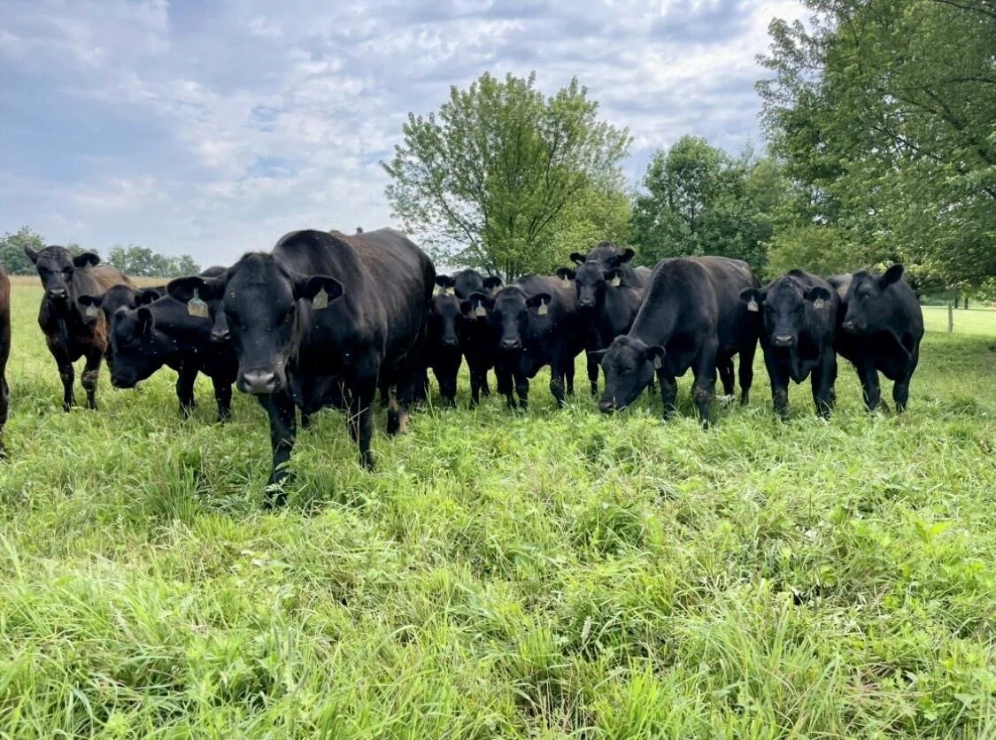 A herd of black cows standing in a grassy field with trees and a partly cloudy sky in the background.