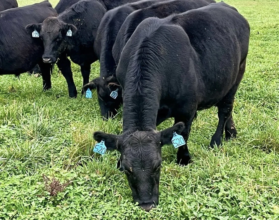 100% grass fed cattle enjoying lush green pastures.