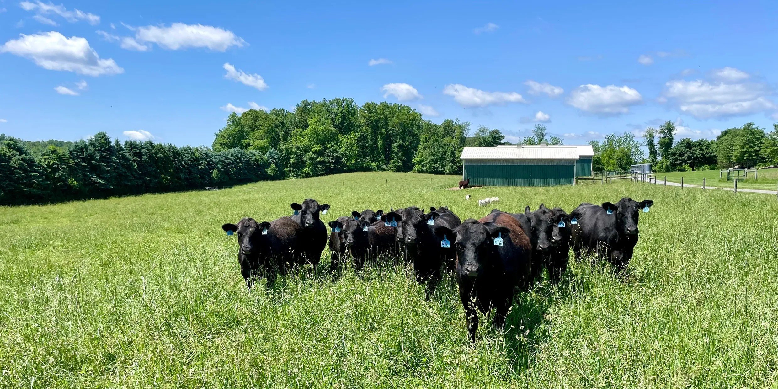 A group of black cows stands in a green field under a clear blue sky with some white clouds, with a barn and trees in the background.