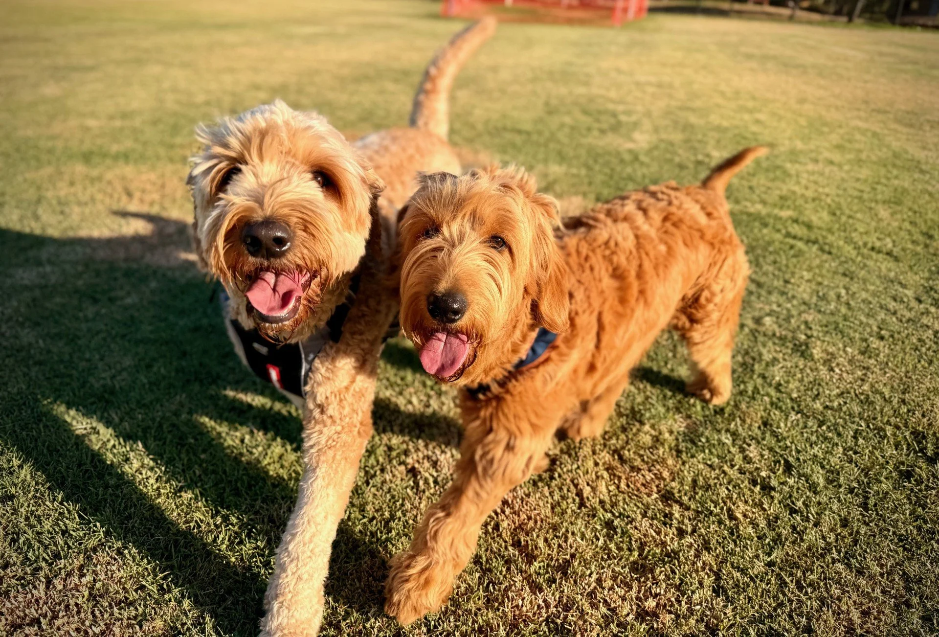 Two golden retriever puppies running on grass at sunset, with their tongues out and happy expressions.