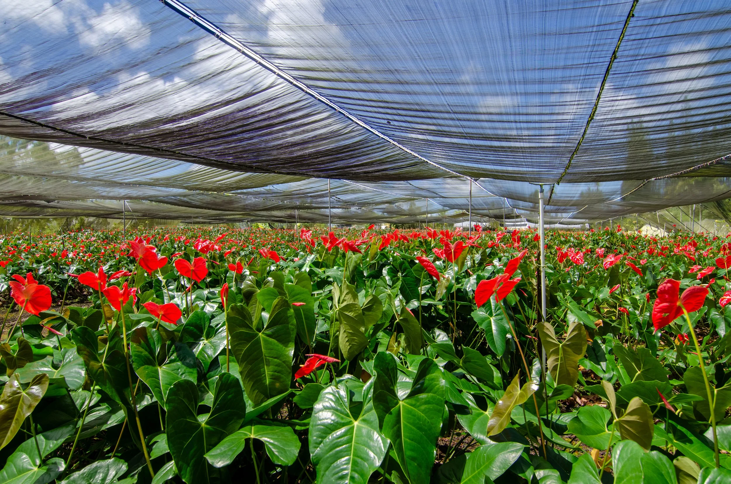 Anthurium farm greenhouse interior Hilo Hawaii