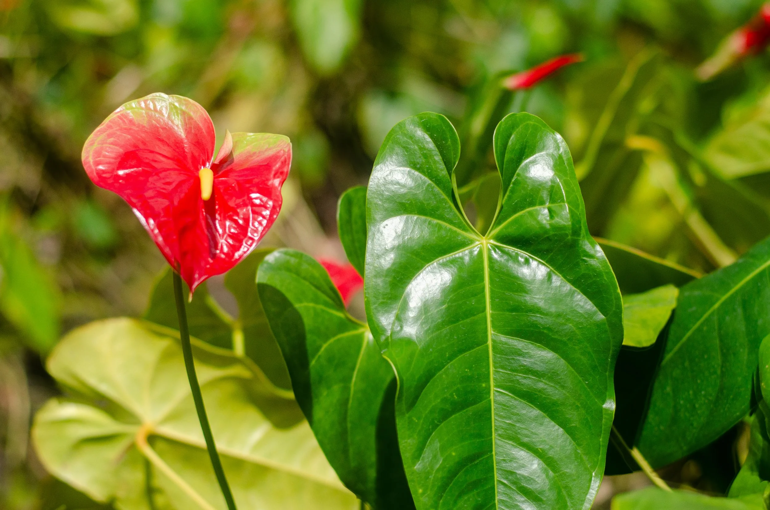 Anthurium flower close up Hilo Hawaii farm
