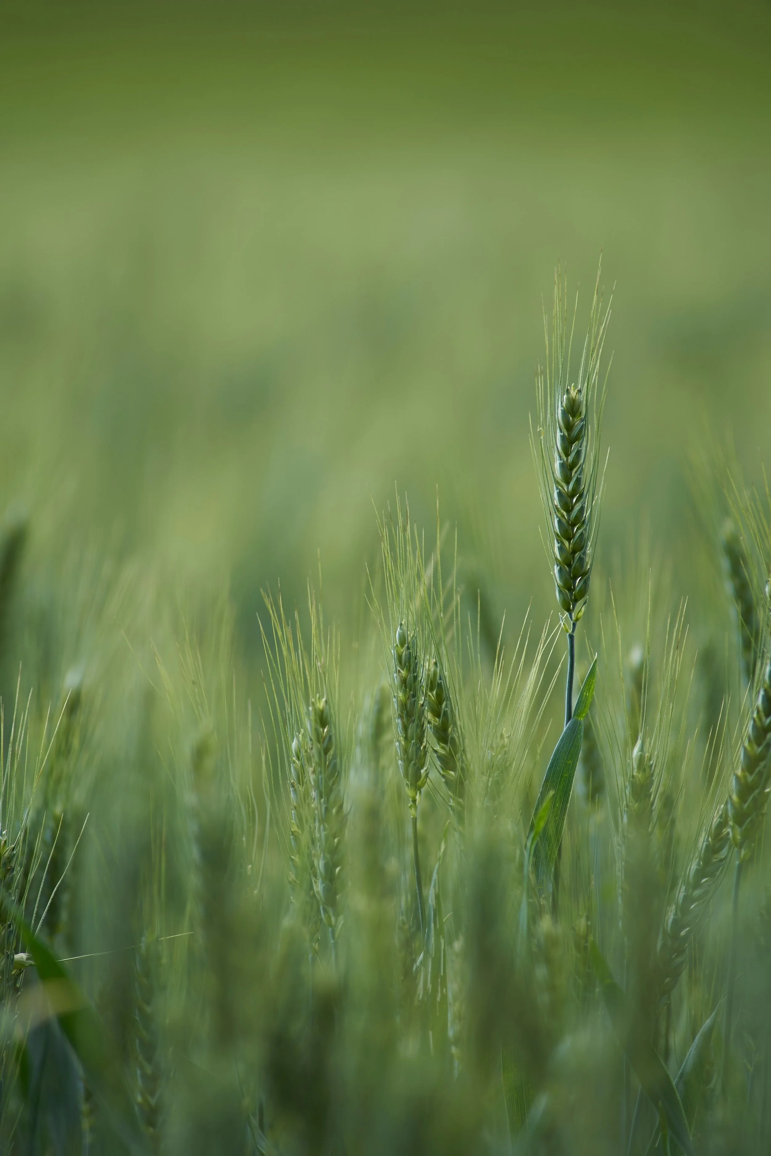 The three dimensions of sustainability