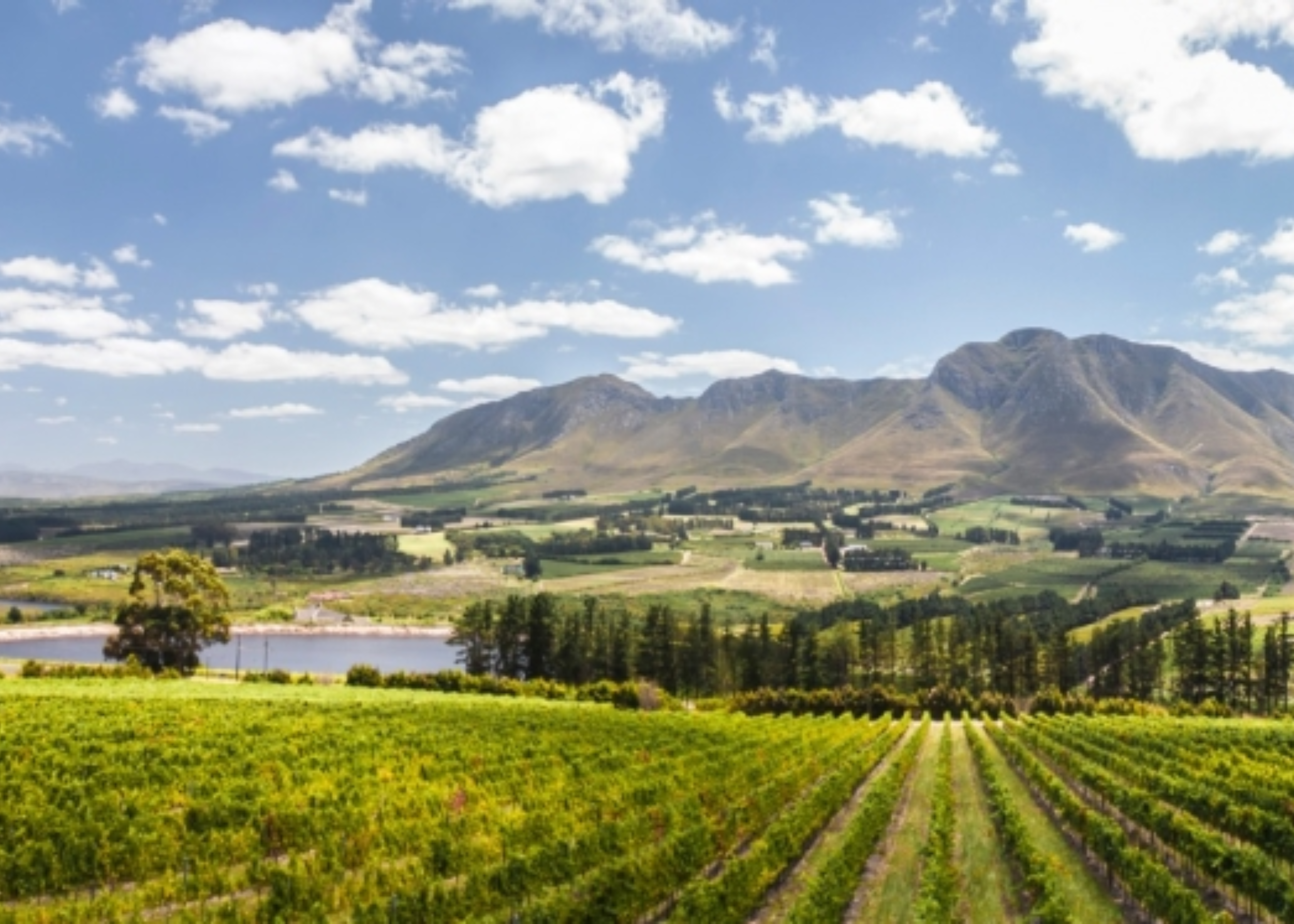 Cool-climate Cape Chardonnay &amp; Pinot Noir with Bevan Newton Johnson