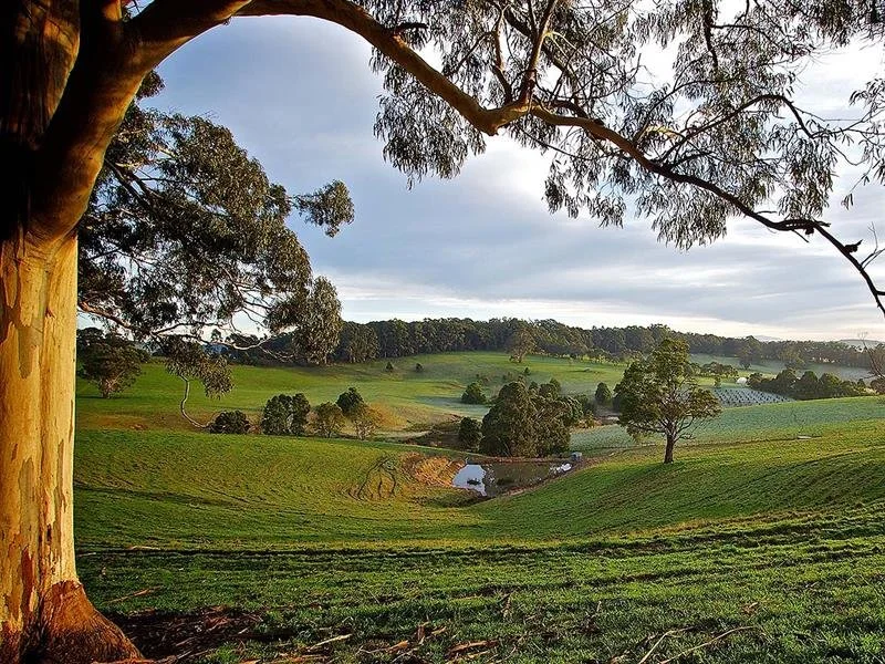 A picturesque landscape with rolling green hills, scattered trees, a small pond, and a blue sky with some clouds.