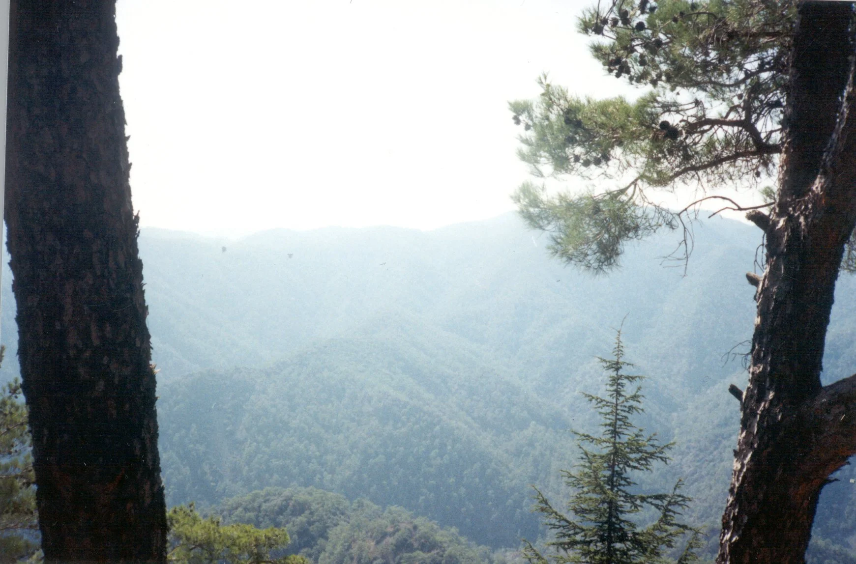A view of a mountain landscape with trees in the foreground and misty mountains in the background. Photo from The Energies