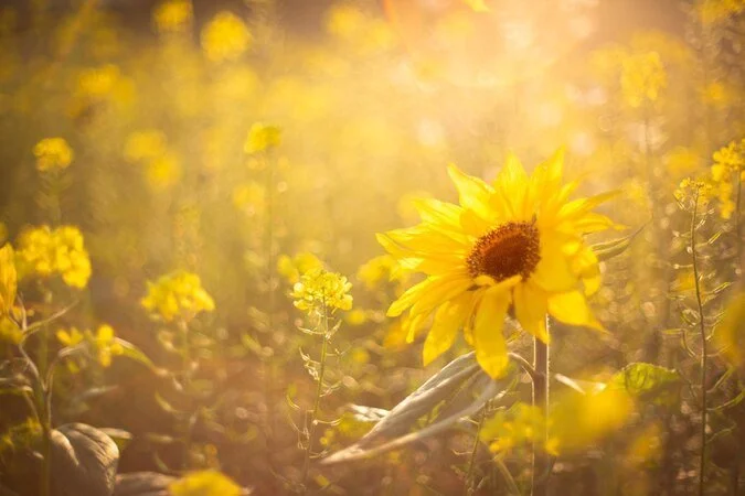 A vibrant sunflower standing in a field of yellow flowers, bathed in warm sunlight.