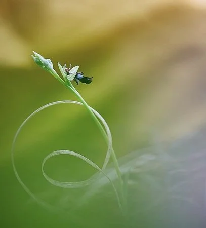 Close-up of a young green plant with a tendril winding around itself, set against a blurred green and yellow background