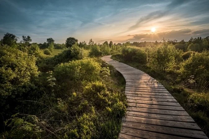 A winding wooden boardwalk through lush green bushes and trees during sunset.