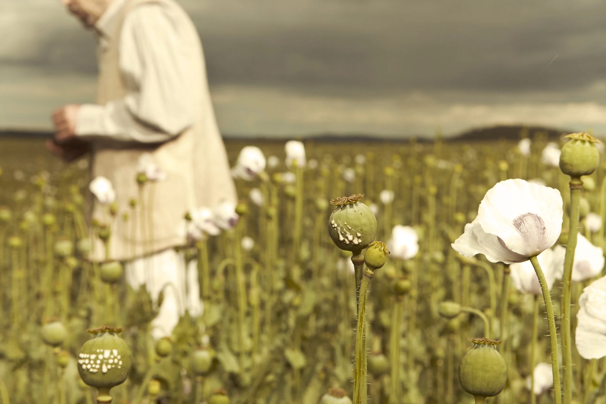 A person standing in a field of poppies, shallow depth of field focusing on a few poppies in the foreground with a cloudy sky in the background.