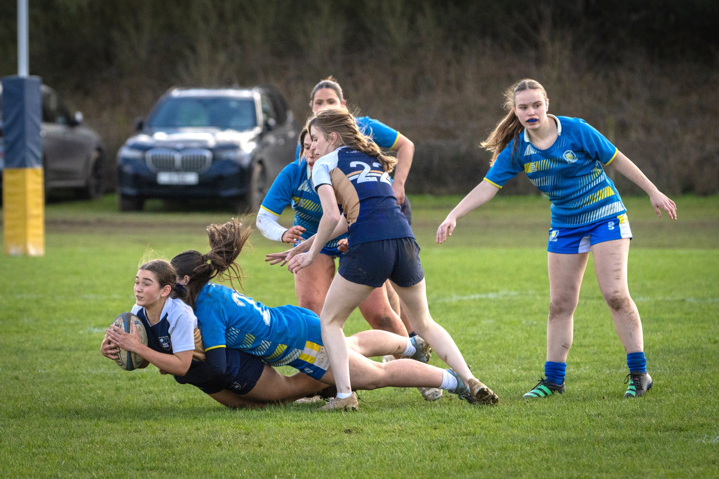 Rugby match with players in blue and white uniforms, some falling on the grass while trying to catch the ball during a game.