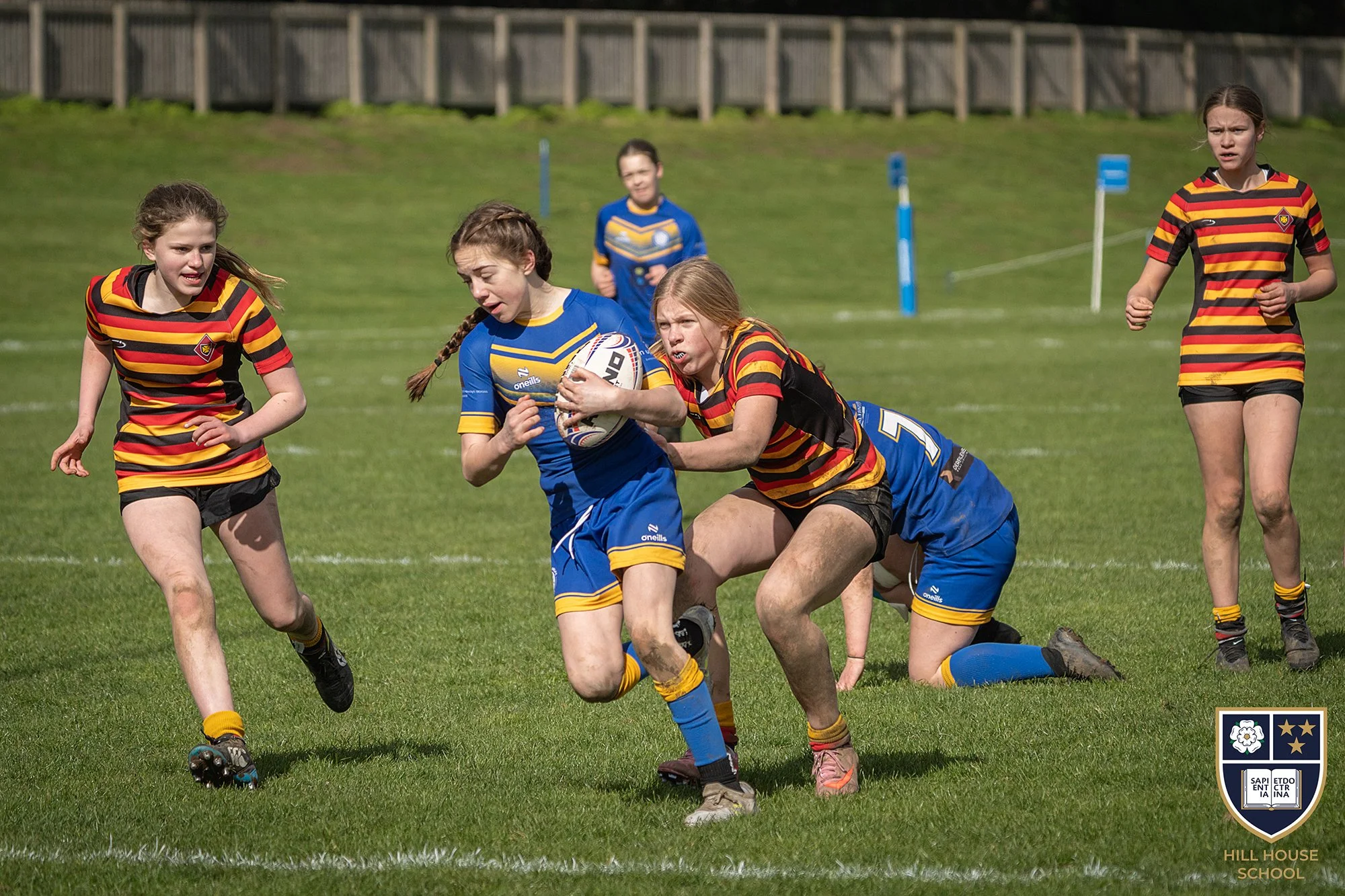 Young girls playing rugby on a grassy field, wearing team uniforms in red, black, blue, and yellow, with some girls engaged in a tackle while others run nearby, with a wooden fence and a few blue markers in the background.