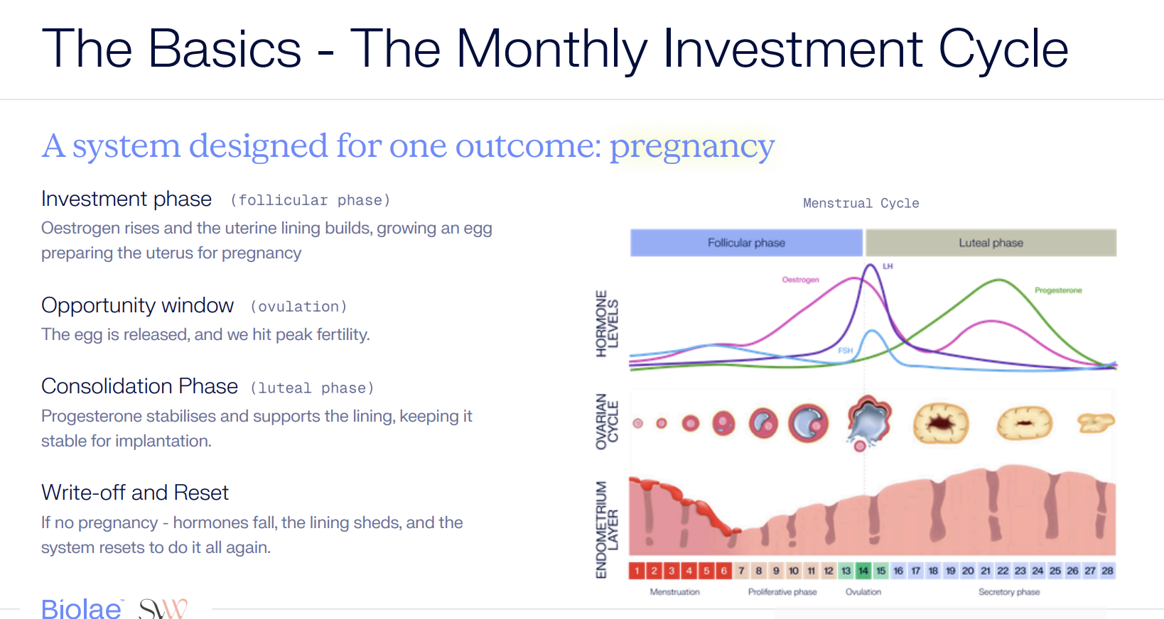 The Menstrual Cycle