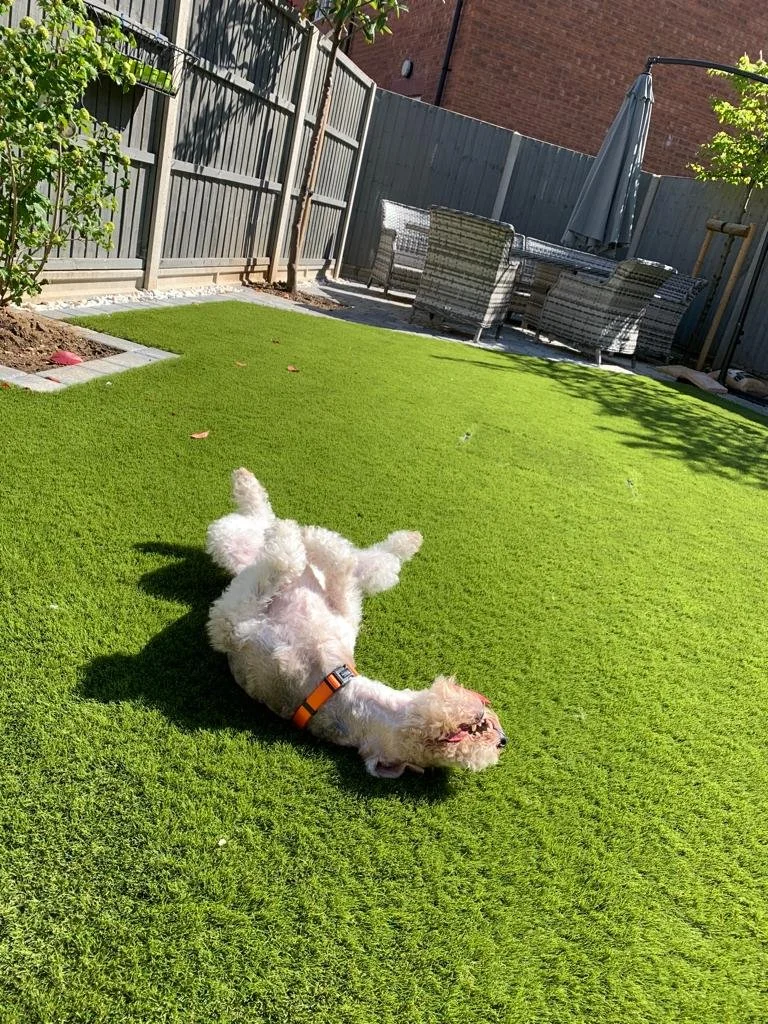 A small white dog with a curly coat lying on its back on a well-maintained grassy backyard, with an orange collar, shadows cast on the grass, and patio furniture in the background.