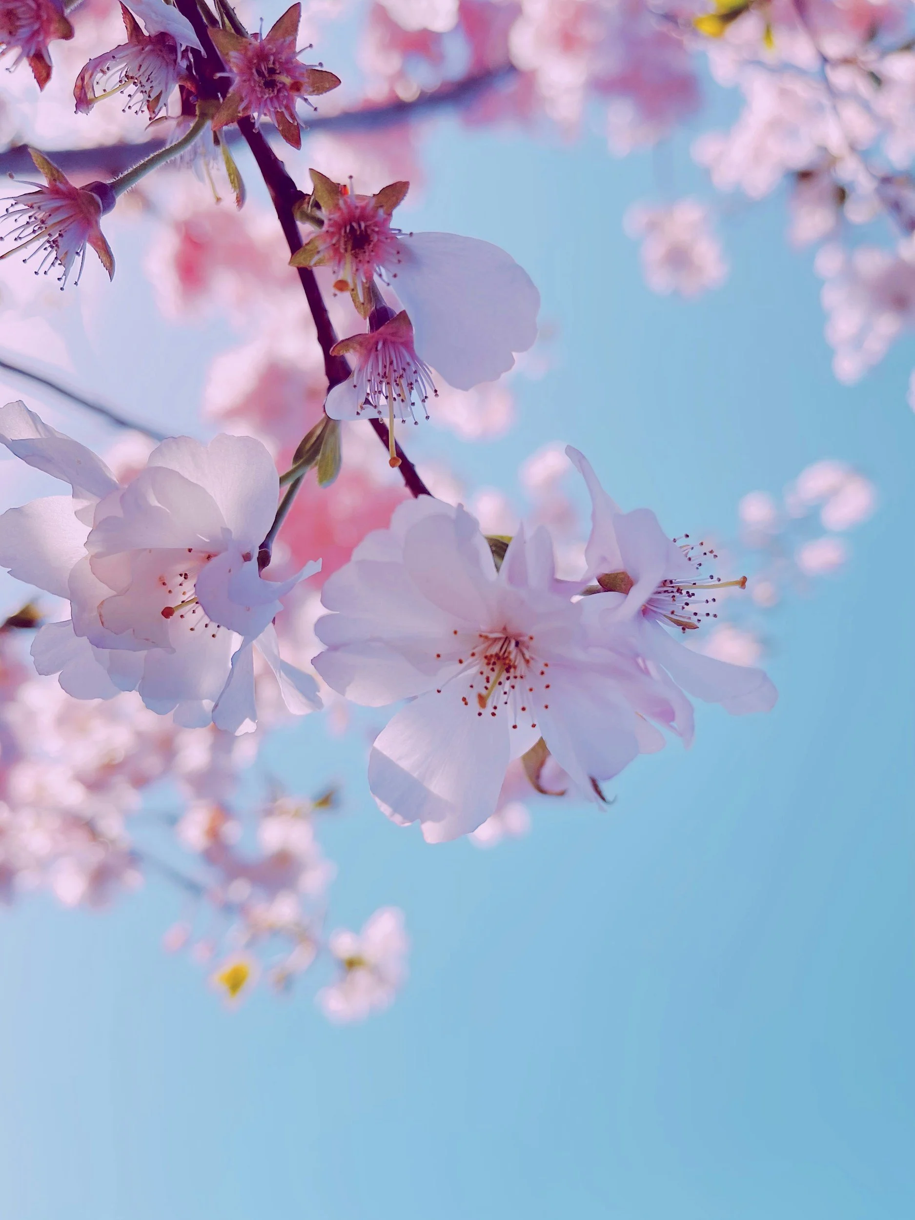 Close-up view of pink cherry blossoms on a tree against a bright blue sky.