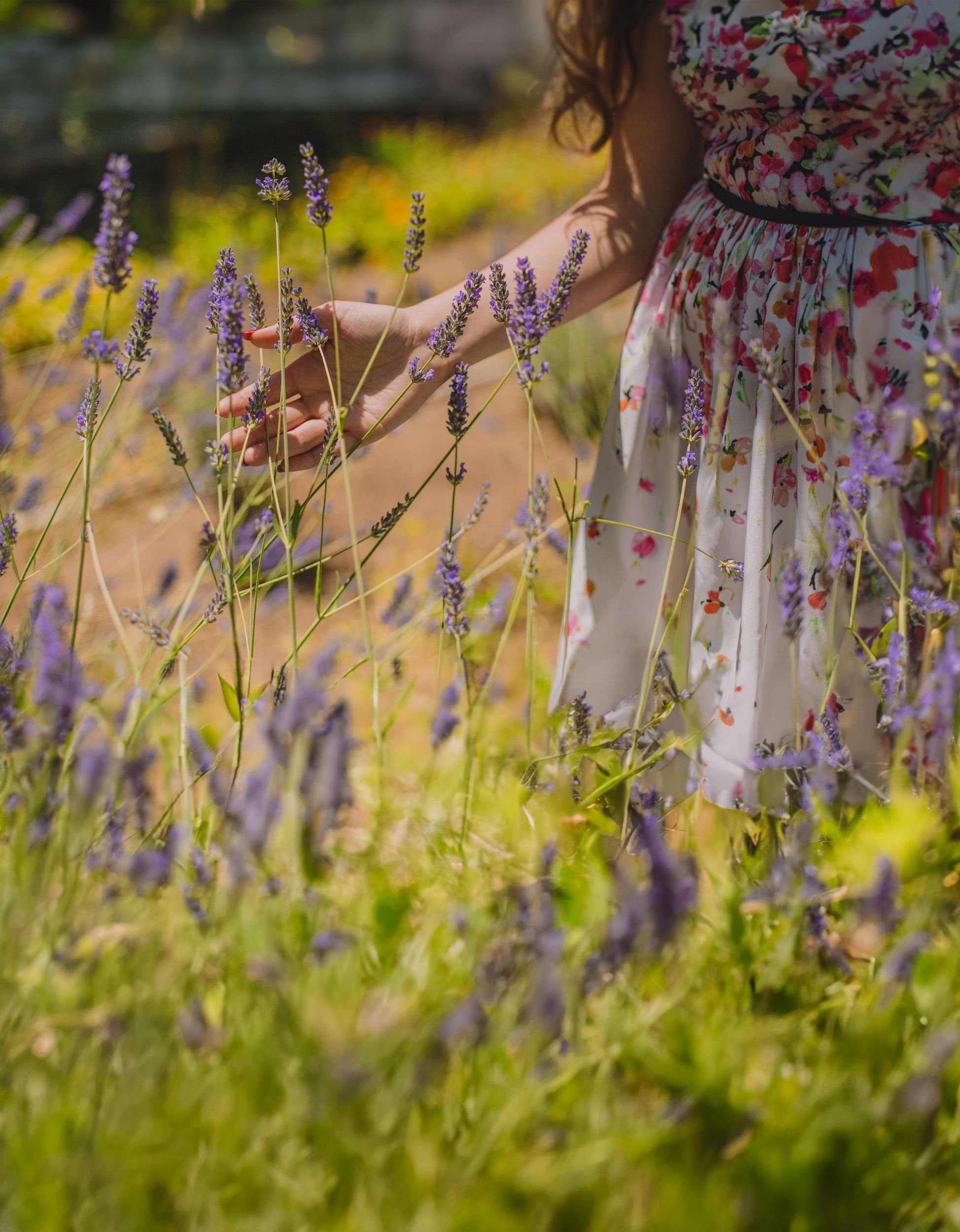 A person wearing a floral dress is picking lavender flowers in a garden.