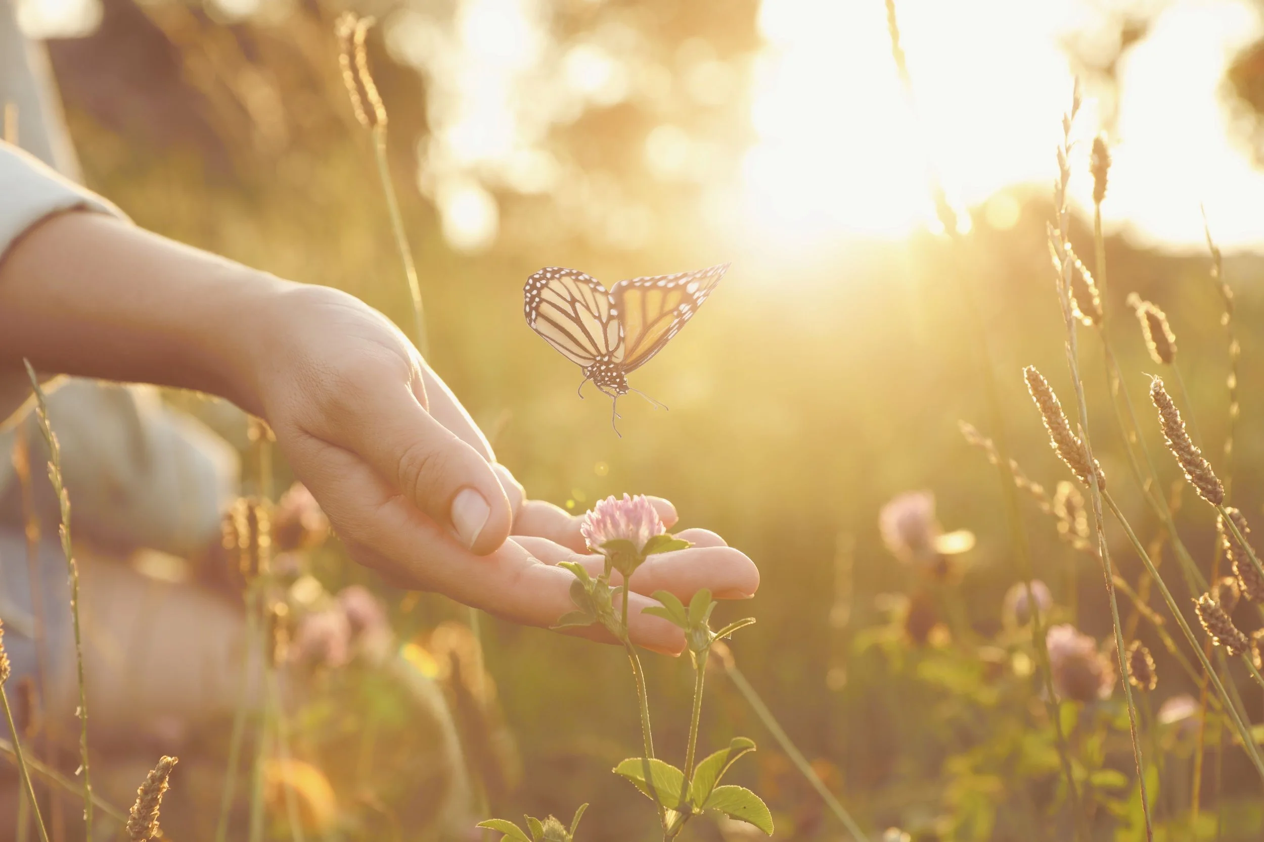 Close-up of a butterfly resting on a person's hand among pink flowers, with sunlight shining through on a golden field.