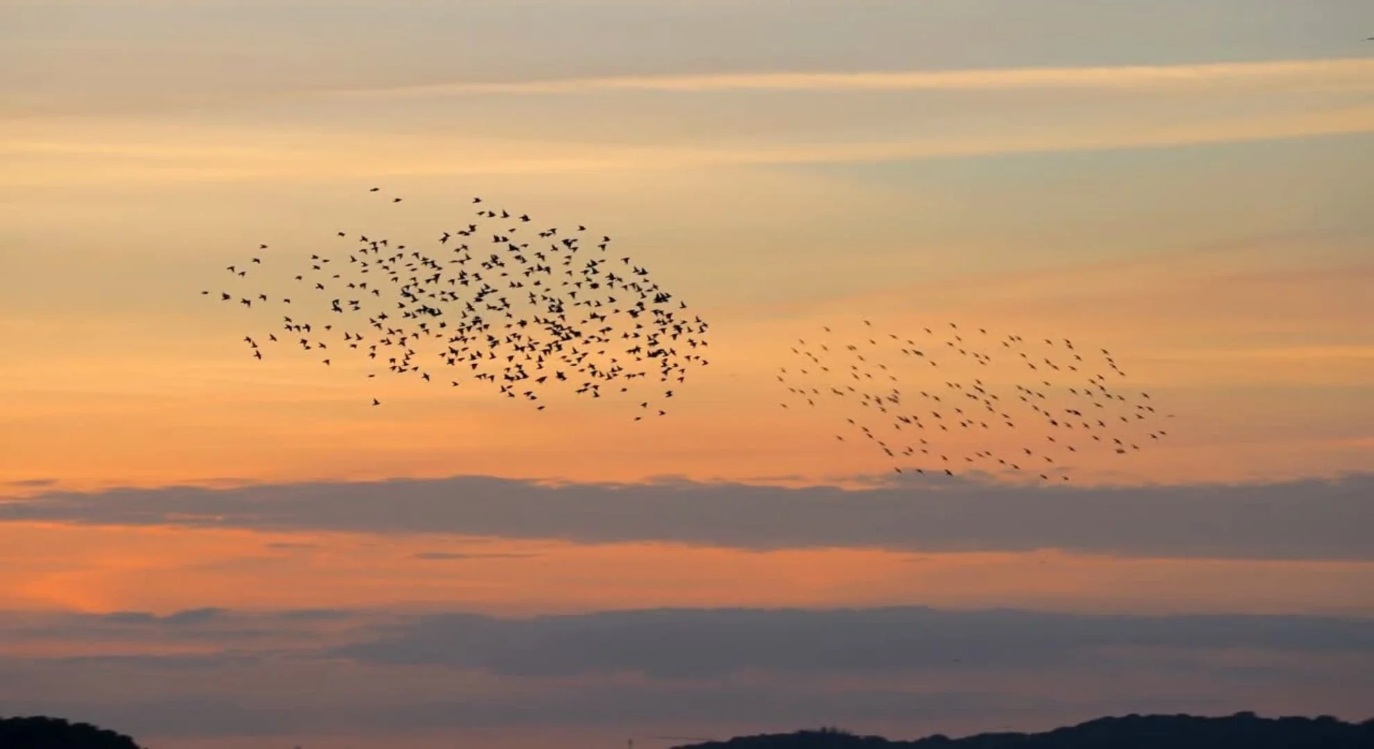 Starling Murmuration.jpg