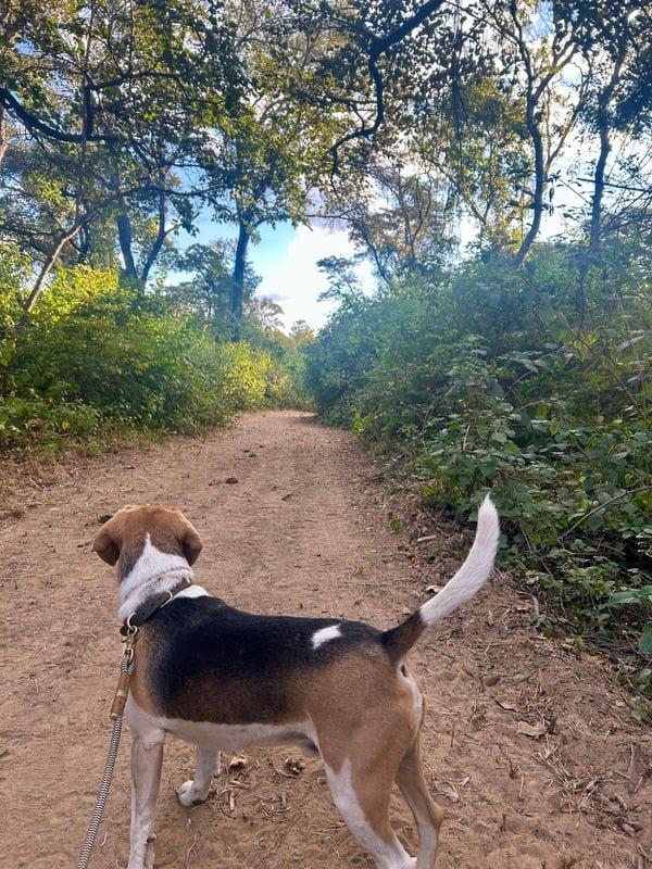 The Bougie Beagle &amp; Nala, the Unexpected