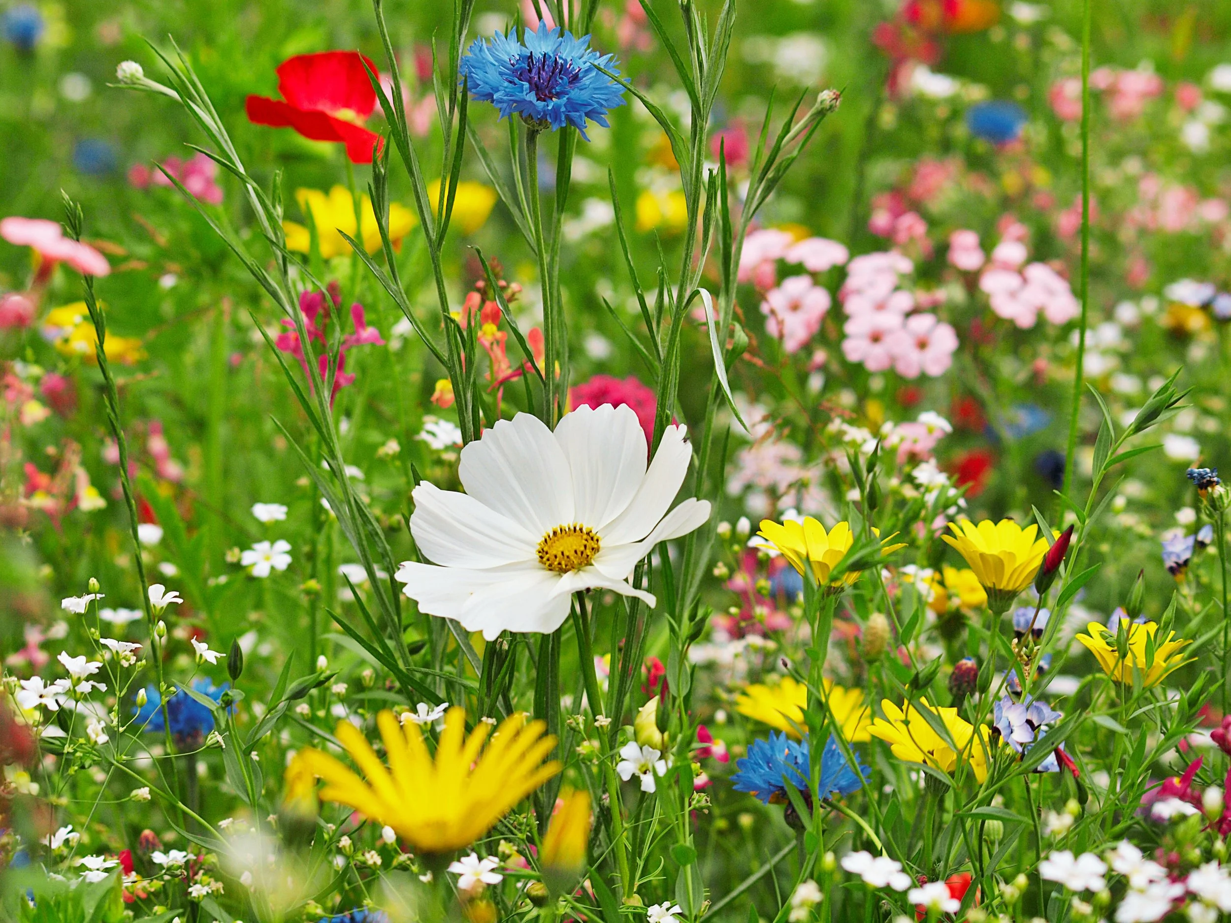 Colorful wildflowers growing in a field, including a white cosmos flower, yellow daisies, and blue cornflowers, with green grass and blurred multi-colored flowers in the background.  Wildflowers are resilient—they grow in uncultivated spaces