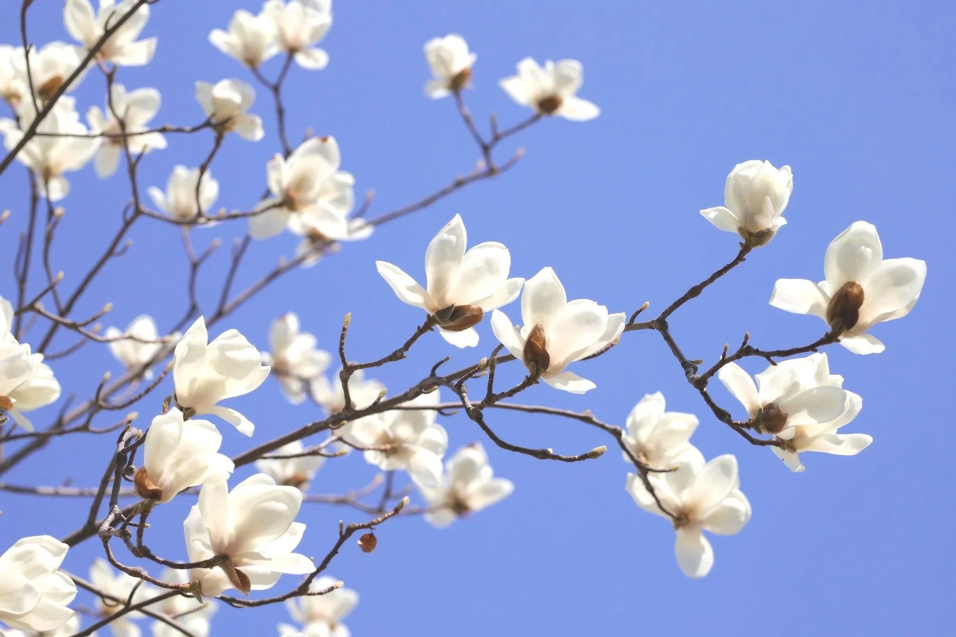 White magnolia flowers on brown branches against a clear blue sky. The clear blue sky suggests a clear mind, while the blossoms represent a new beginning. Offering a space to breathe.