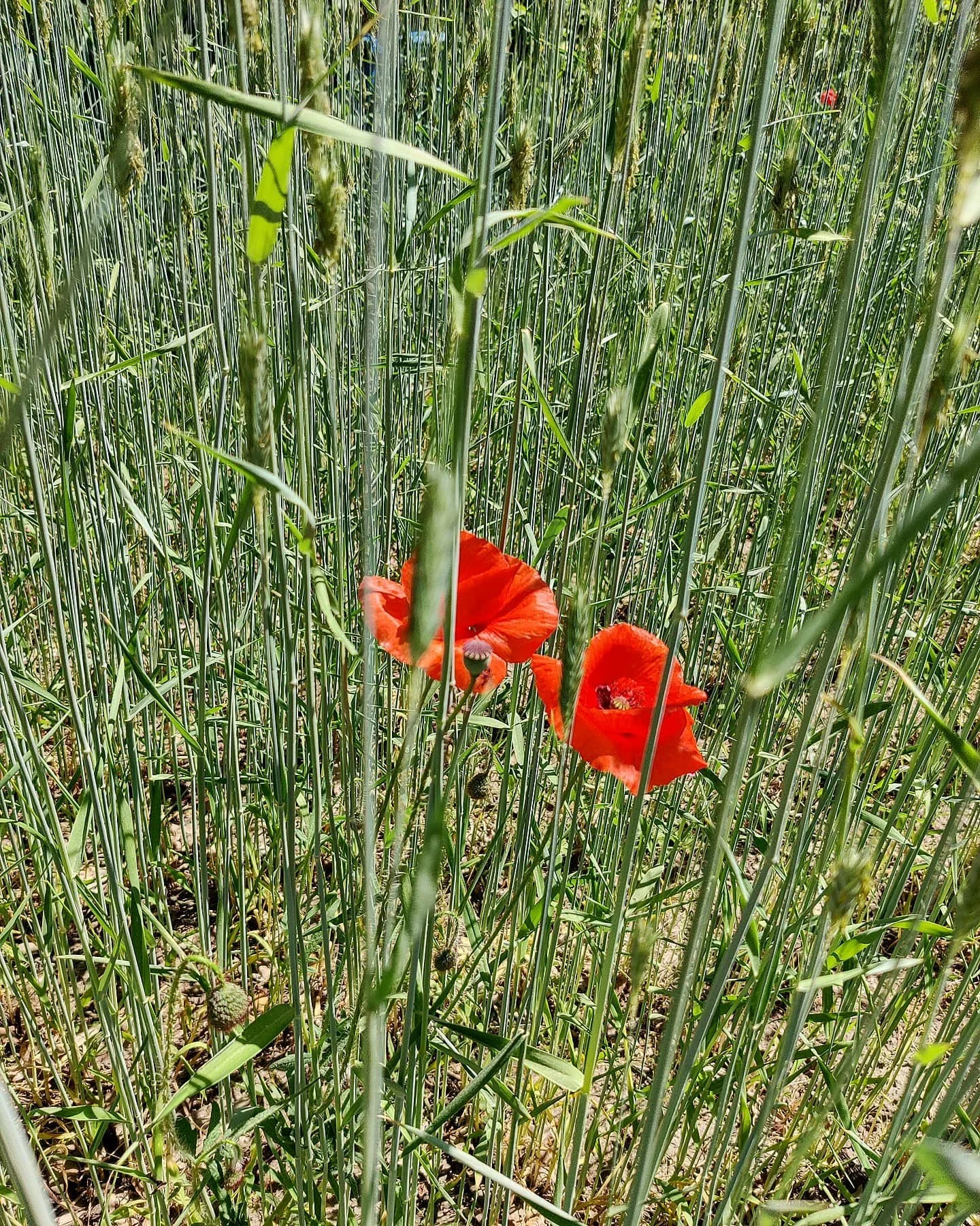 Rote Mohnblumen zwischen hohem grünen Getreide im Feld.