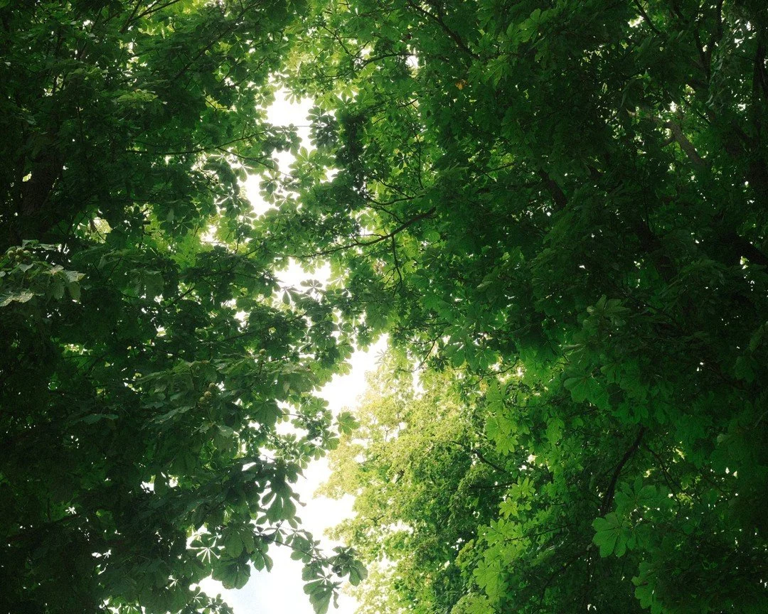 Blick nach oben in einen Baum mit grünen Blättern, die das Sonnenlicht durchscheinen lassen.